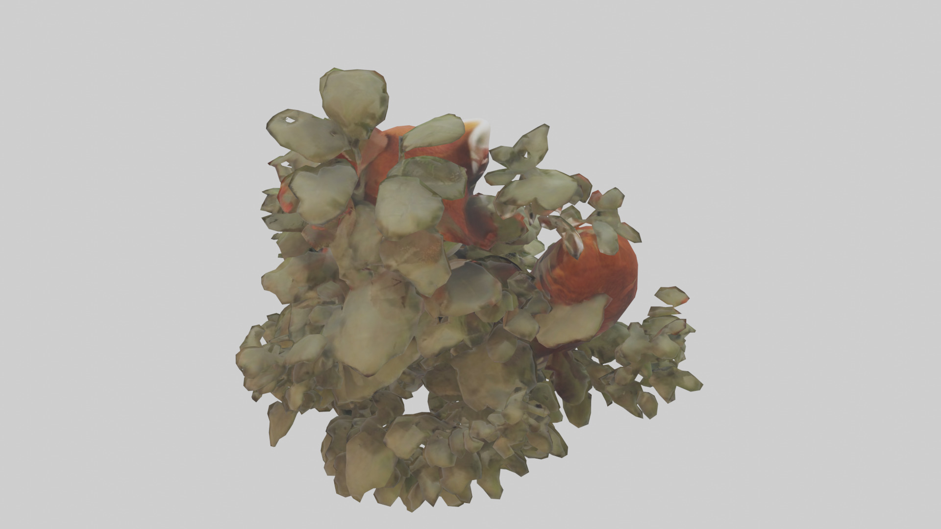 Red Panda hiding model Low-poly 3D model_15