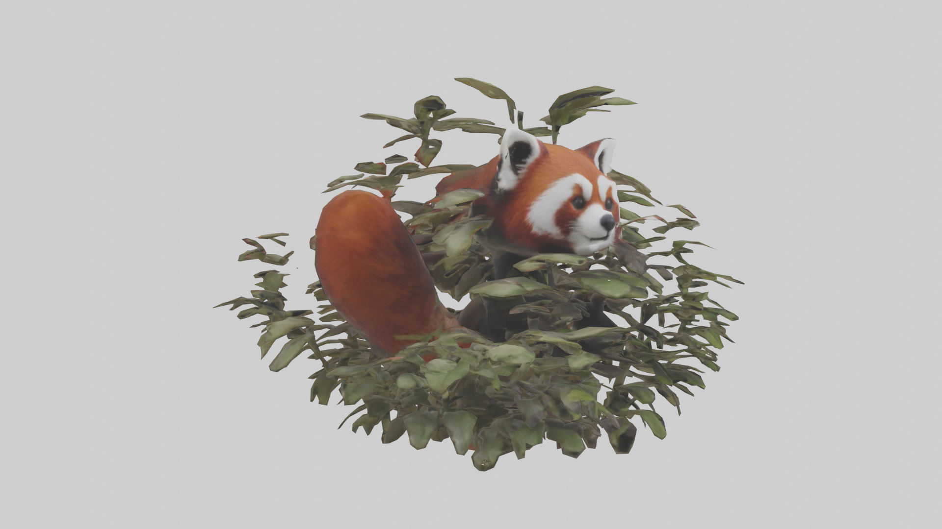 Red Panda hiding model Low-poly 3D model_7
