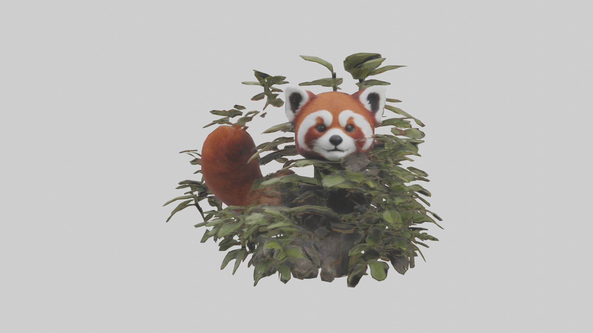 Red Panda hiding model Low-poly 3D model_9