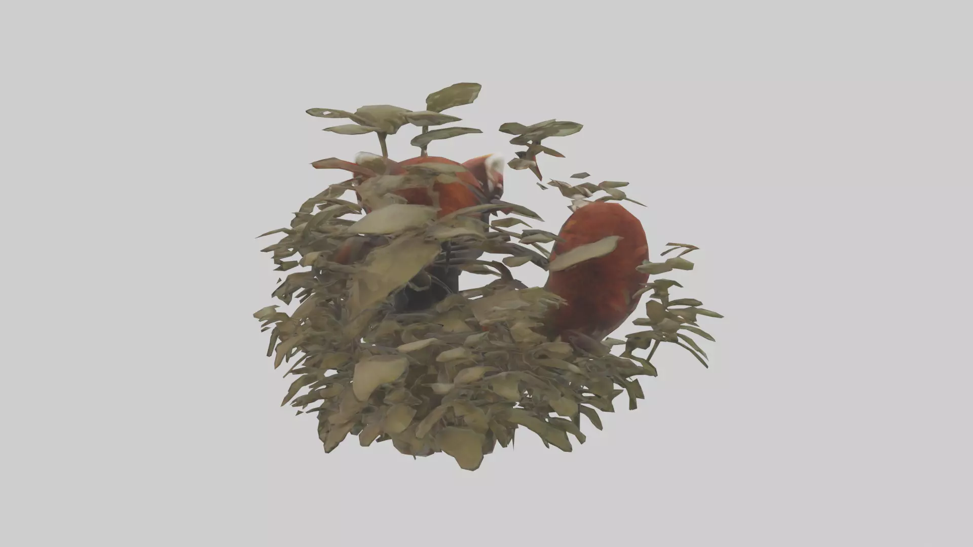 Red Panda hiding model Low-poly 3D model_0