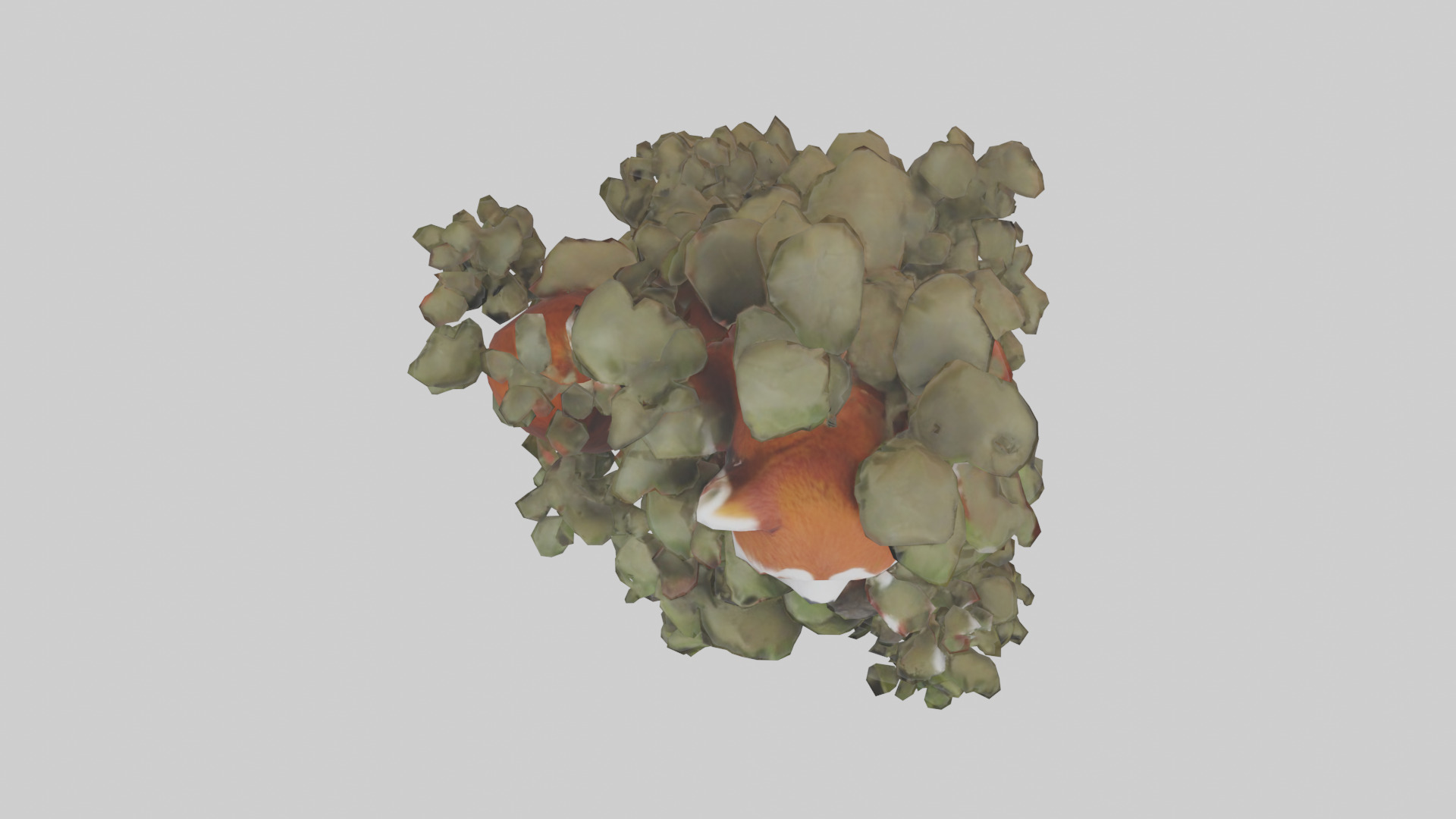 Red Panda hiding model Low-poly 3D model_14