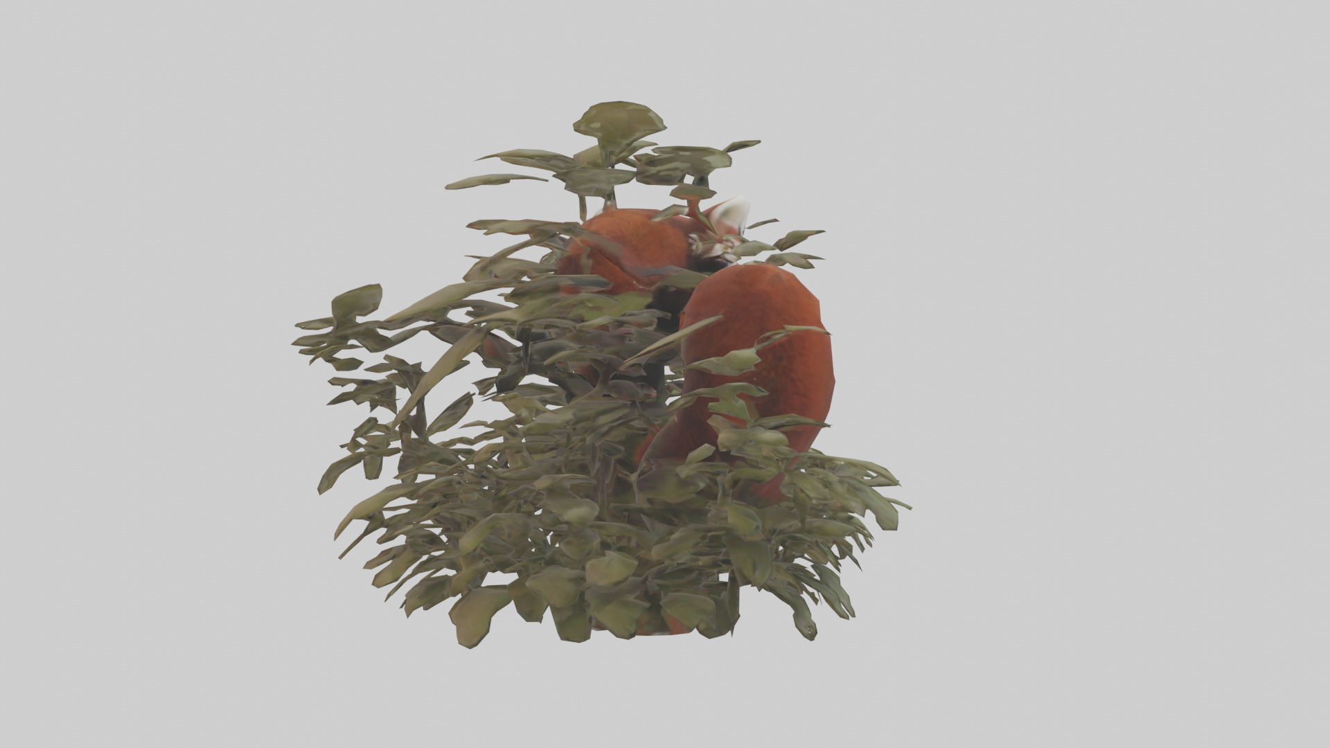 Red Panda hiding model Low-poly 3D model_2