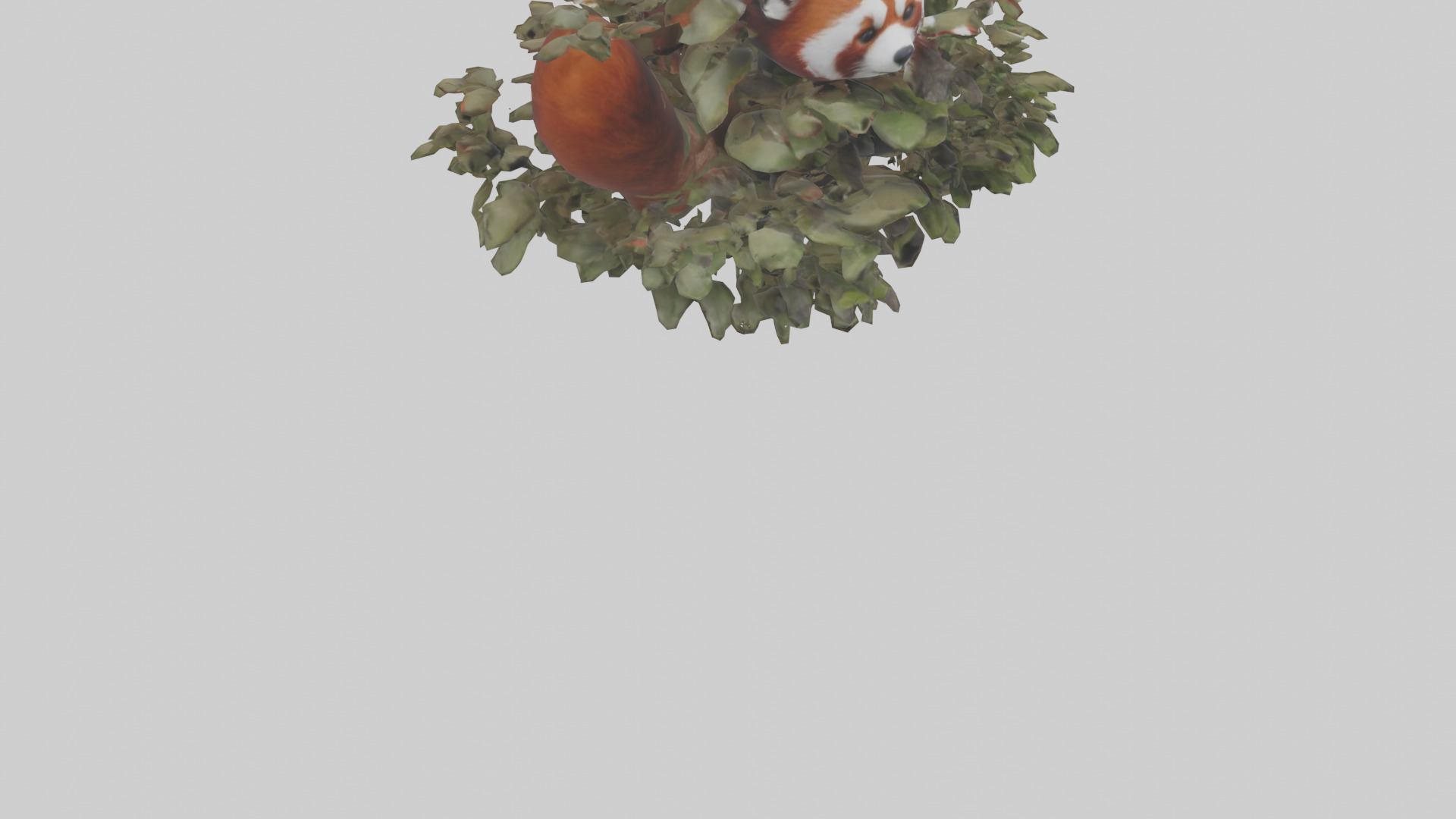 Red Panda hiding model Low-poly 3D model_6