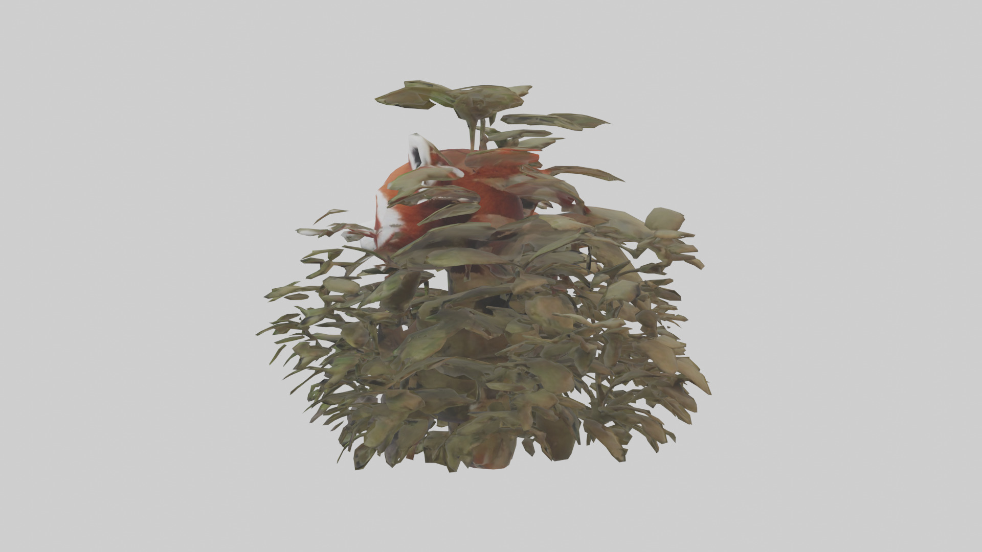 Red Panda hiding model Low-poly 3D model_12