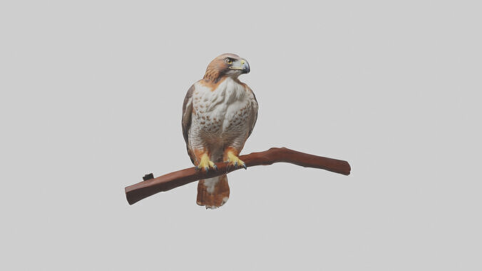 Red Tailed Hawk perched model Low-poly 3D model