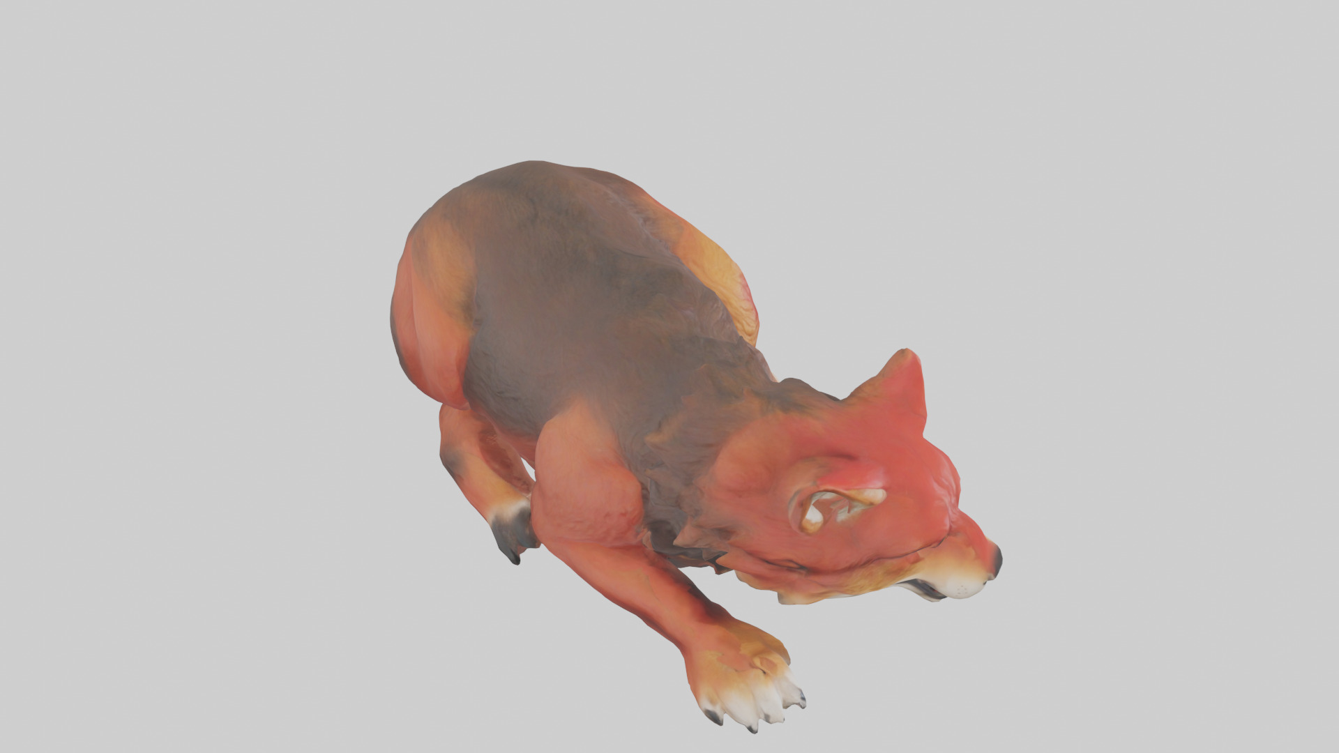 Red Wolf resting model Low-poly 3D model_18