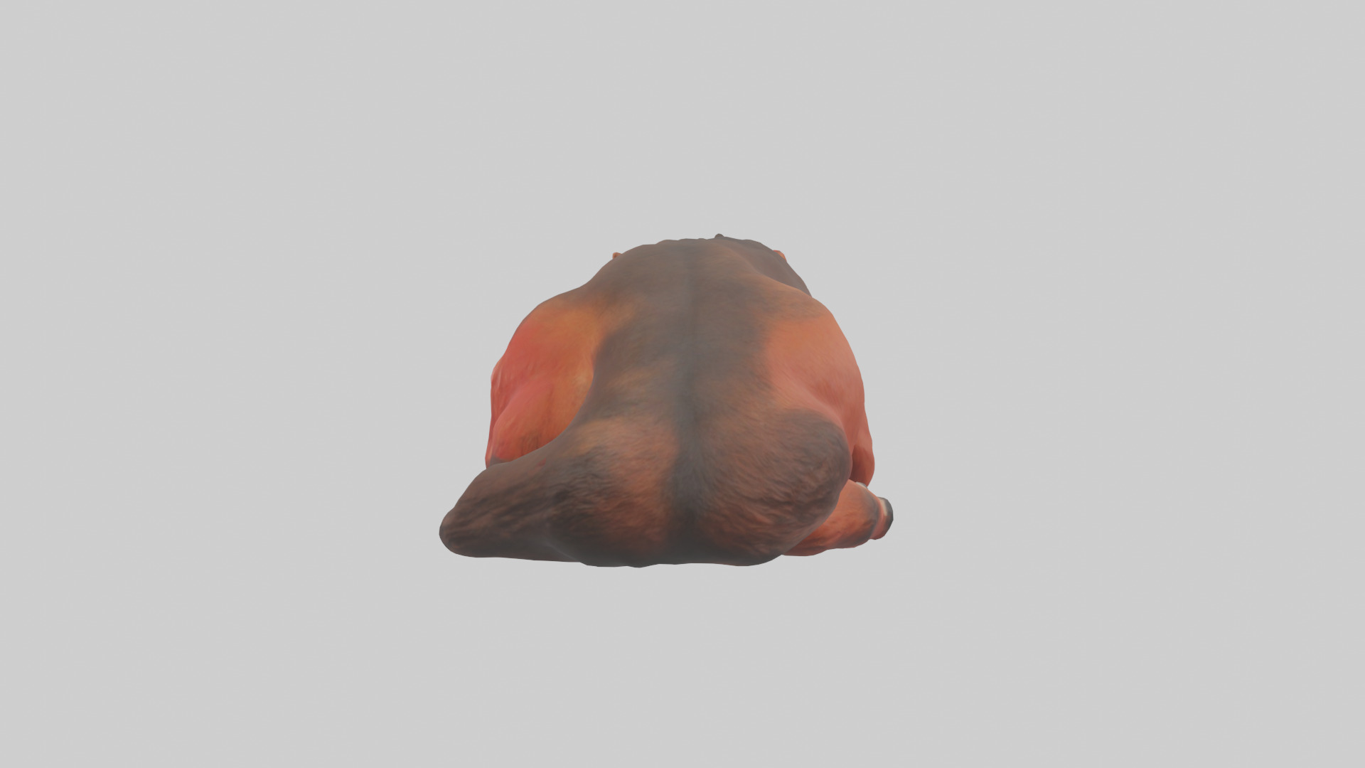 Red Wolf resting model Low-poly 3D model_1