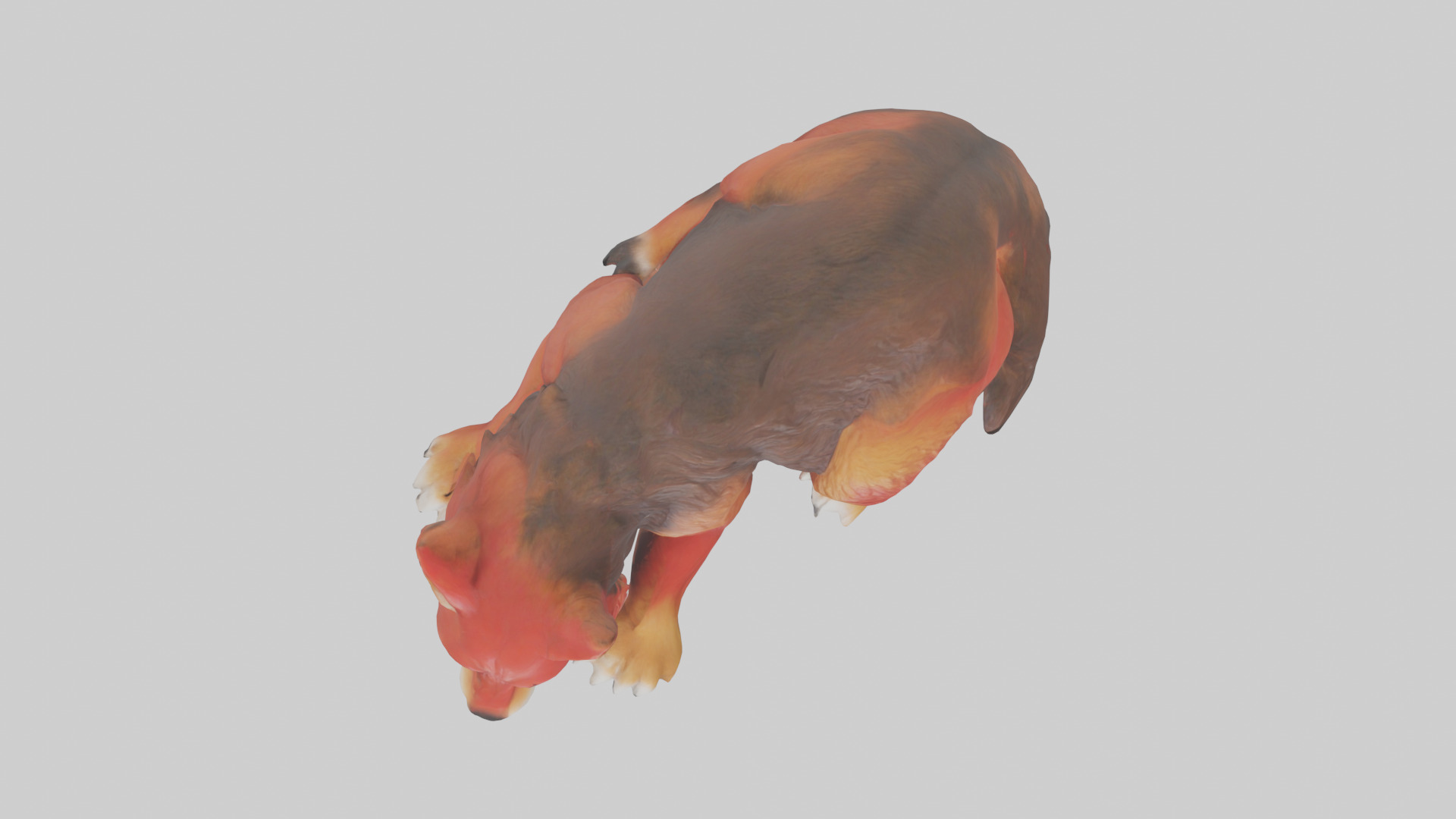 Red Wolf resting model Low-poly 3D model_14