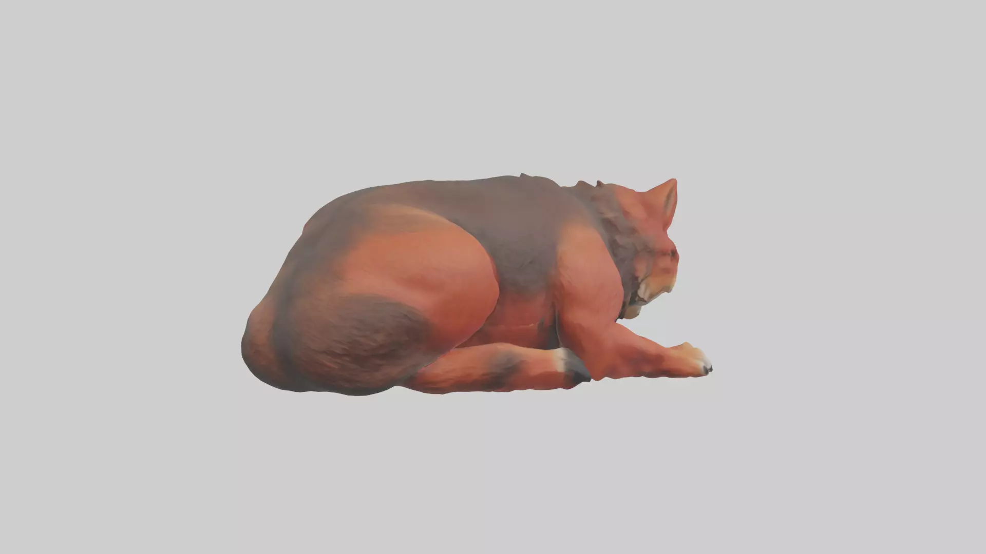 Red Wolf resting model Low-poly 3D model_0