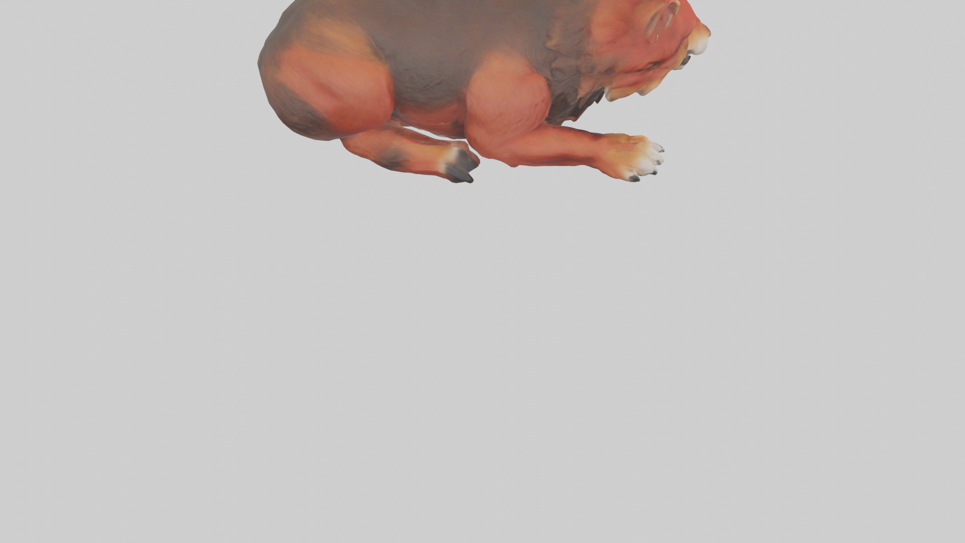 Red Wolf resting model Low-poly 3D model_4