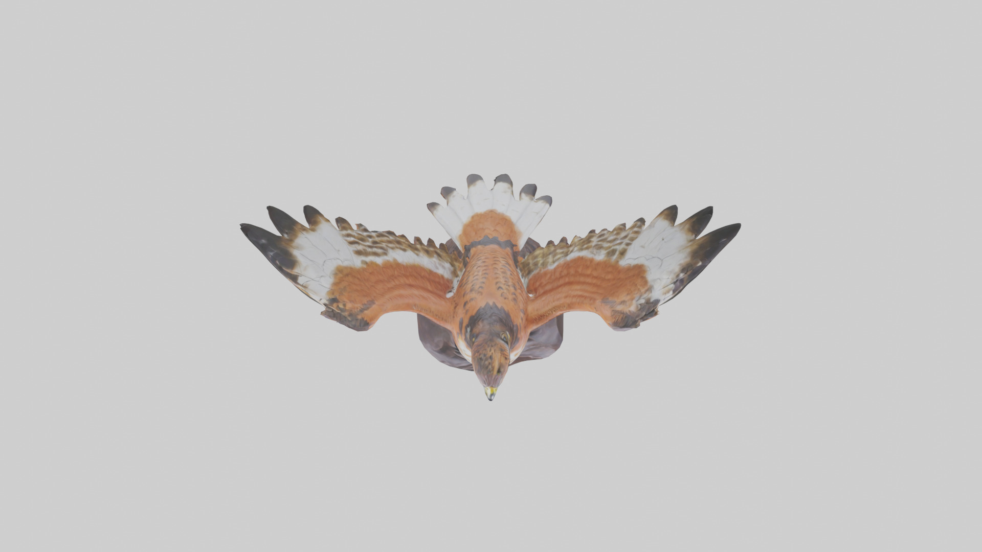 Redtailed Hawk statue model Low-poly 3D model_14