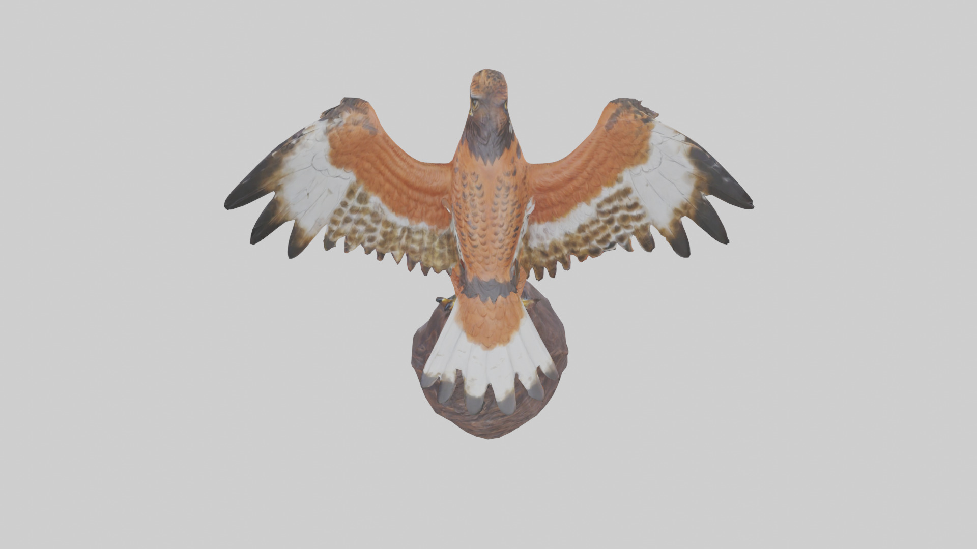 Redtailed Hawk statue model Low-poly 3D model_15