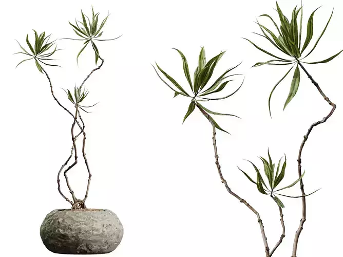 AV HousePlants Japandi Decorative Minimalism Ficus Dracaena 02