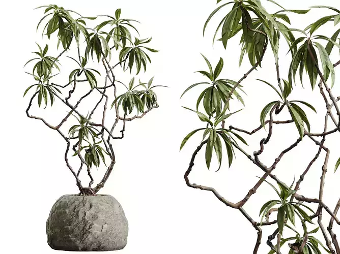 AV HousePlants Japandi Decorative Minimalism Ficus Marginata03