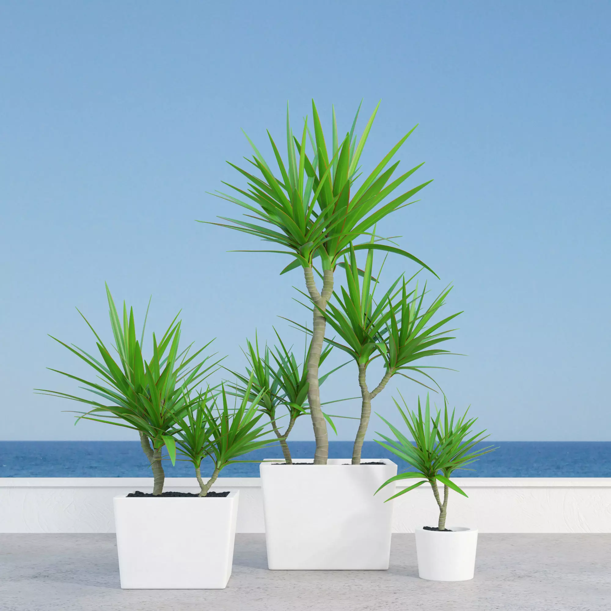 dracena marginata in pot Free 3D model_0