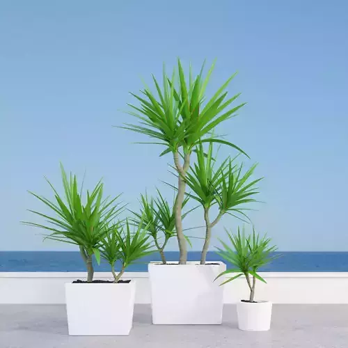 dracena marginata in pot