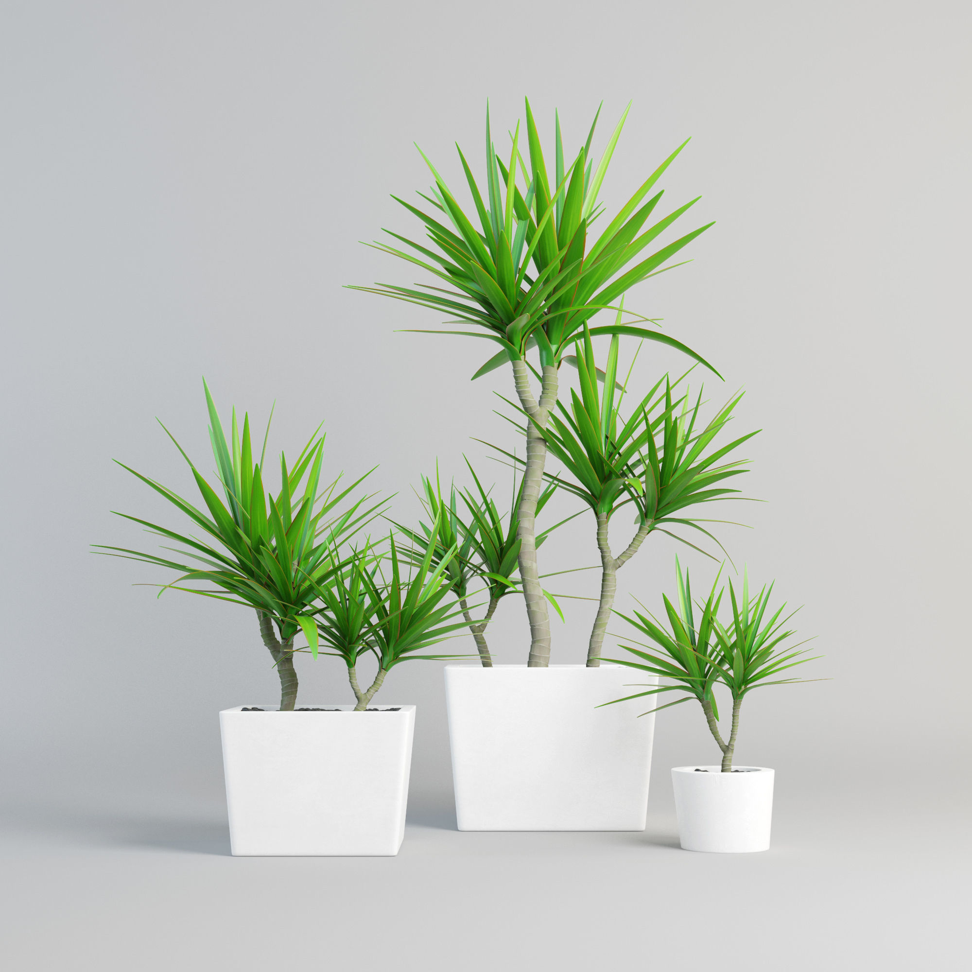 dracena marginata in pot Free 3D model_1