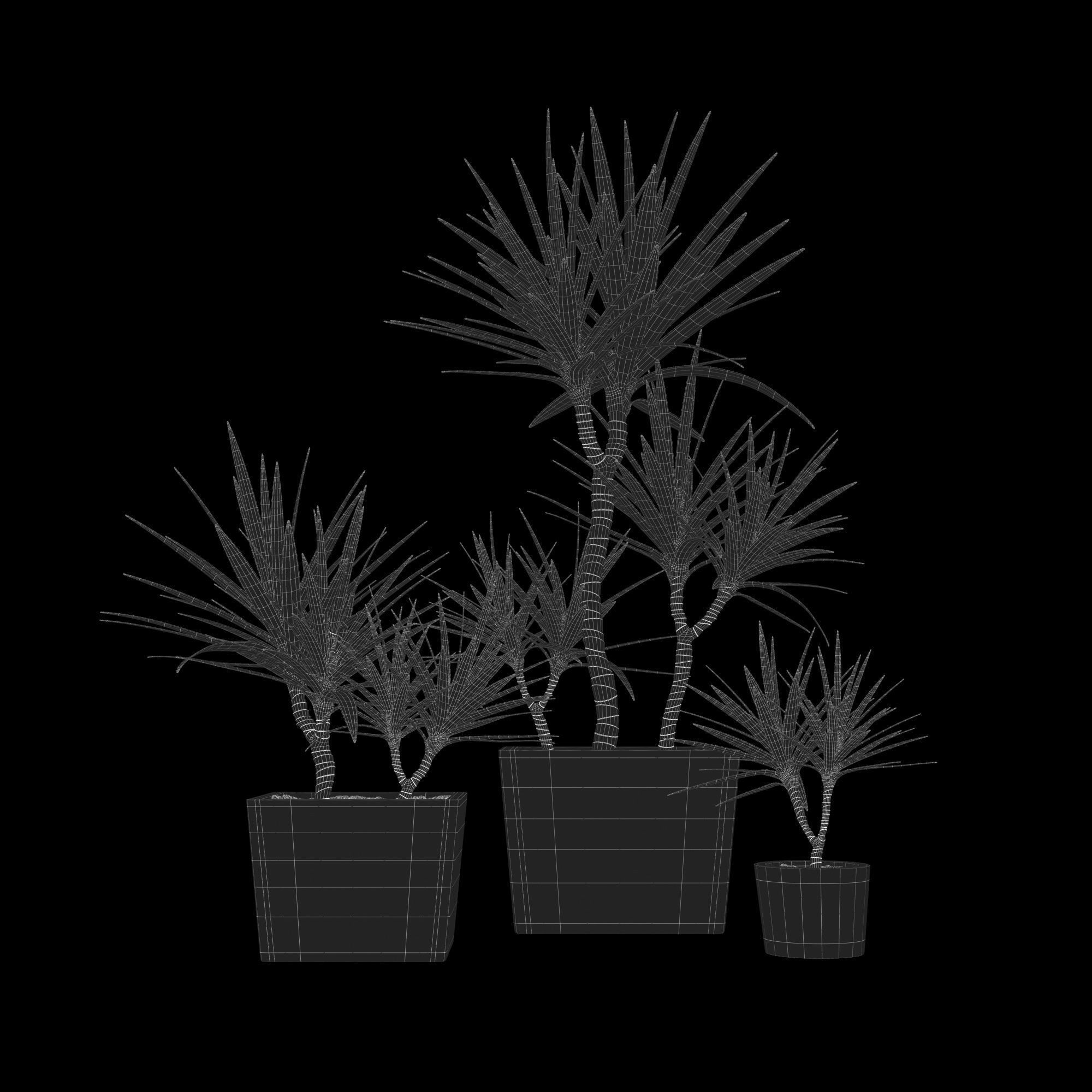 dracena marginata in pot Free 3D model_2