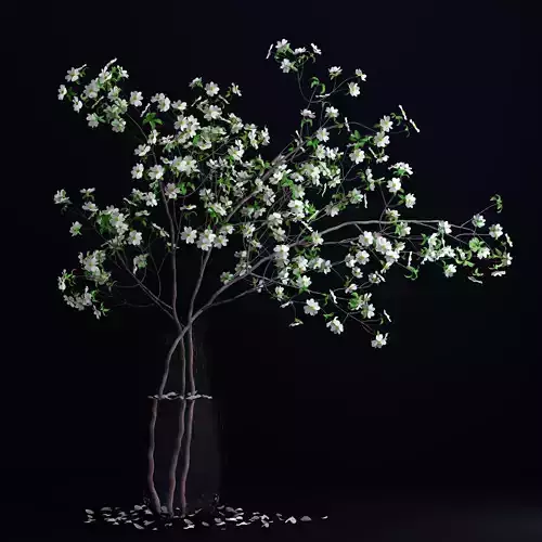 Dogwood White Blossom