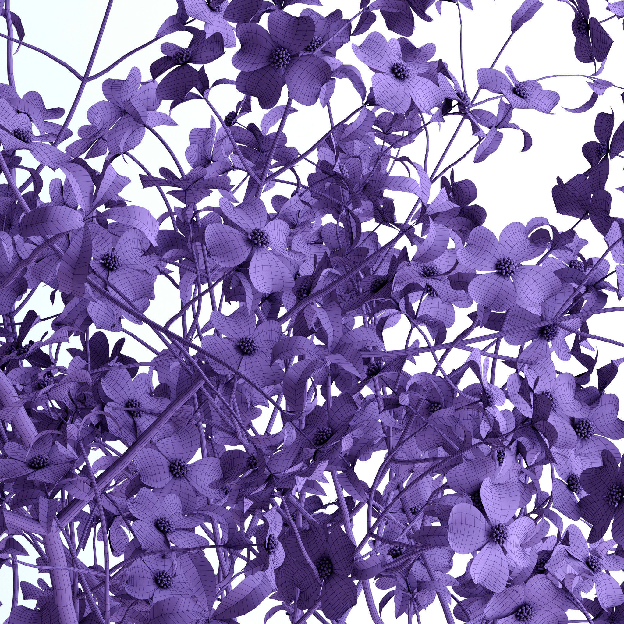 Dogwood Pink Blossom 3D model_7