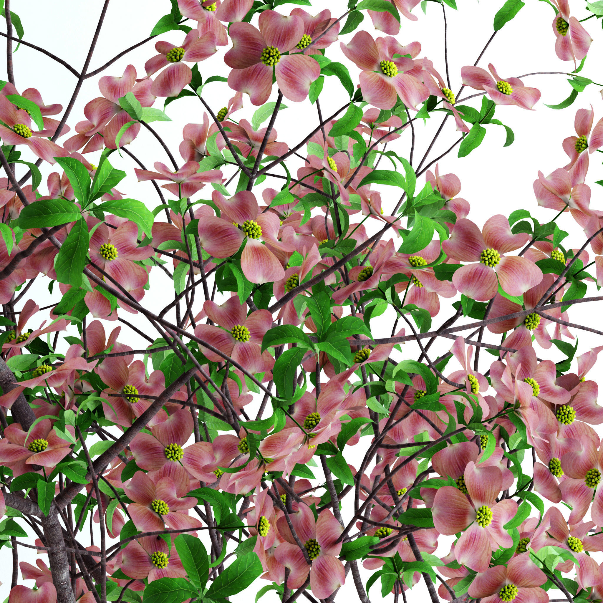 Dogwood Pink Blossom 3D model_9
