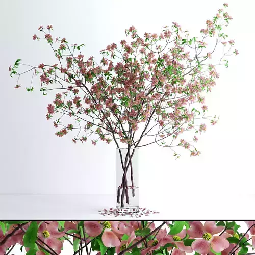 Dogwood Pink Blossom 3D model