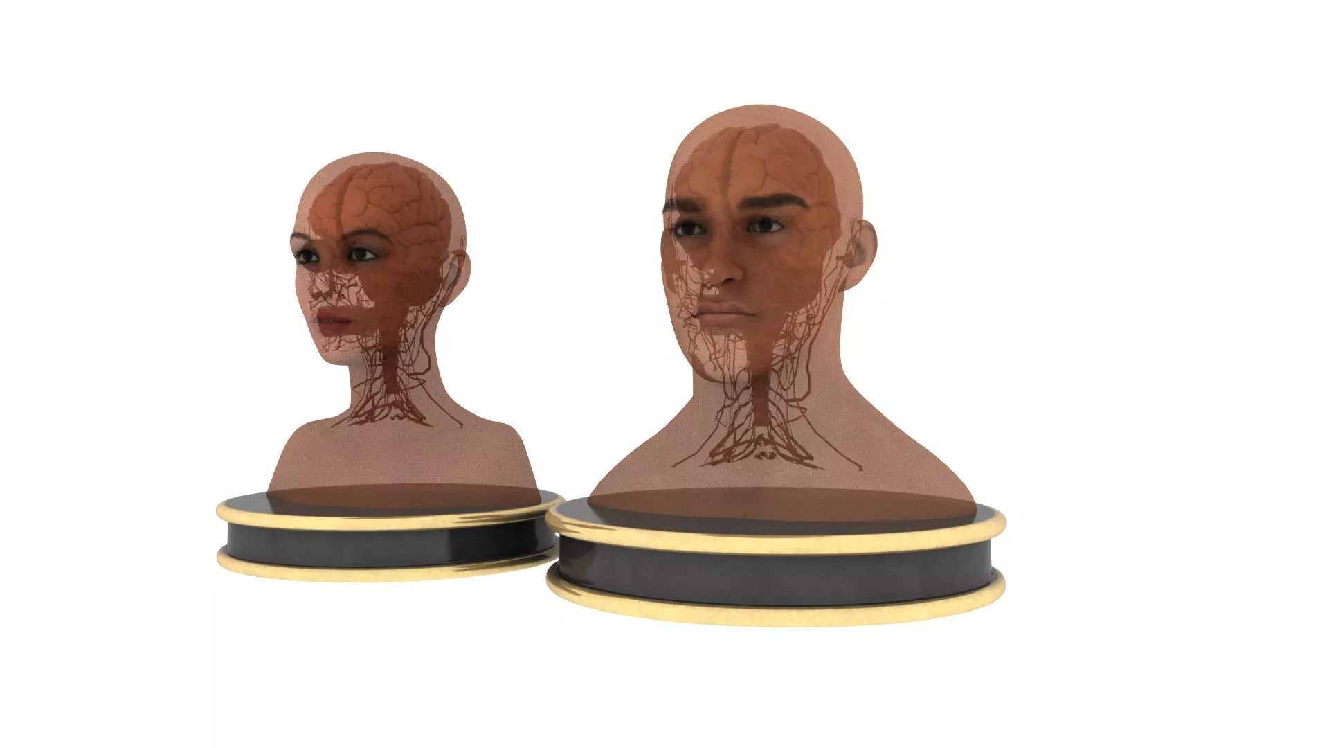 girl man brain anatomy 3D model