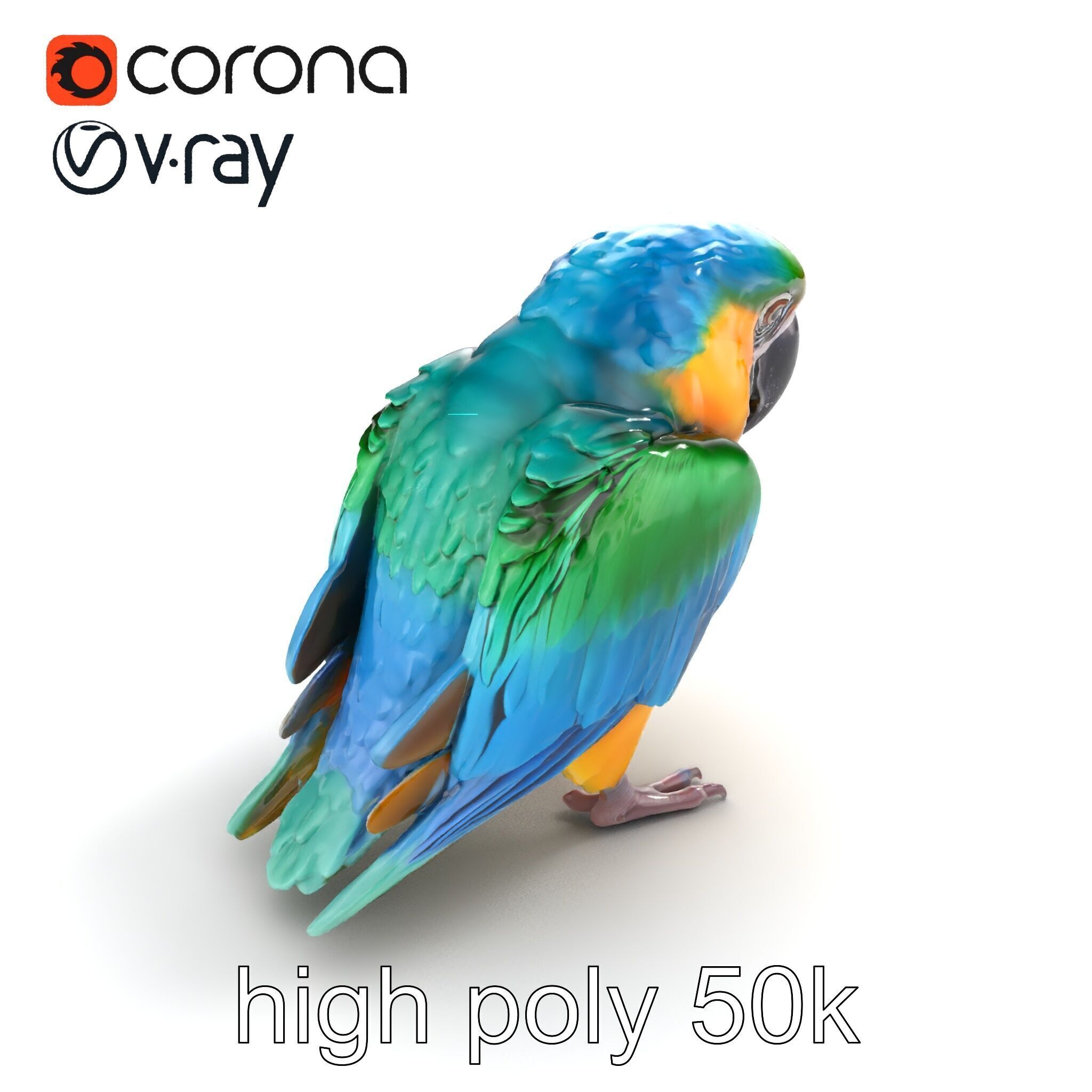 Vibrant Macaw Bird model pack Low-poly 3D model_11