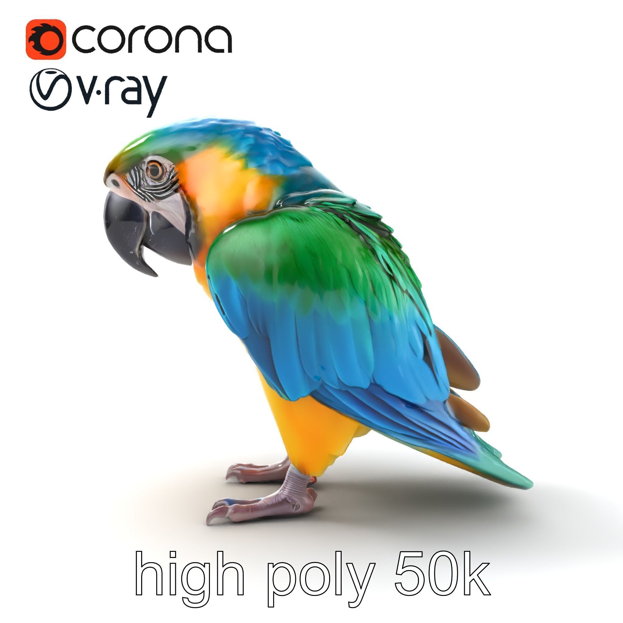 Vibrant Macaw Bird model pack Low-poly 3D model_21