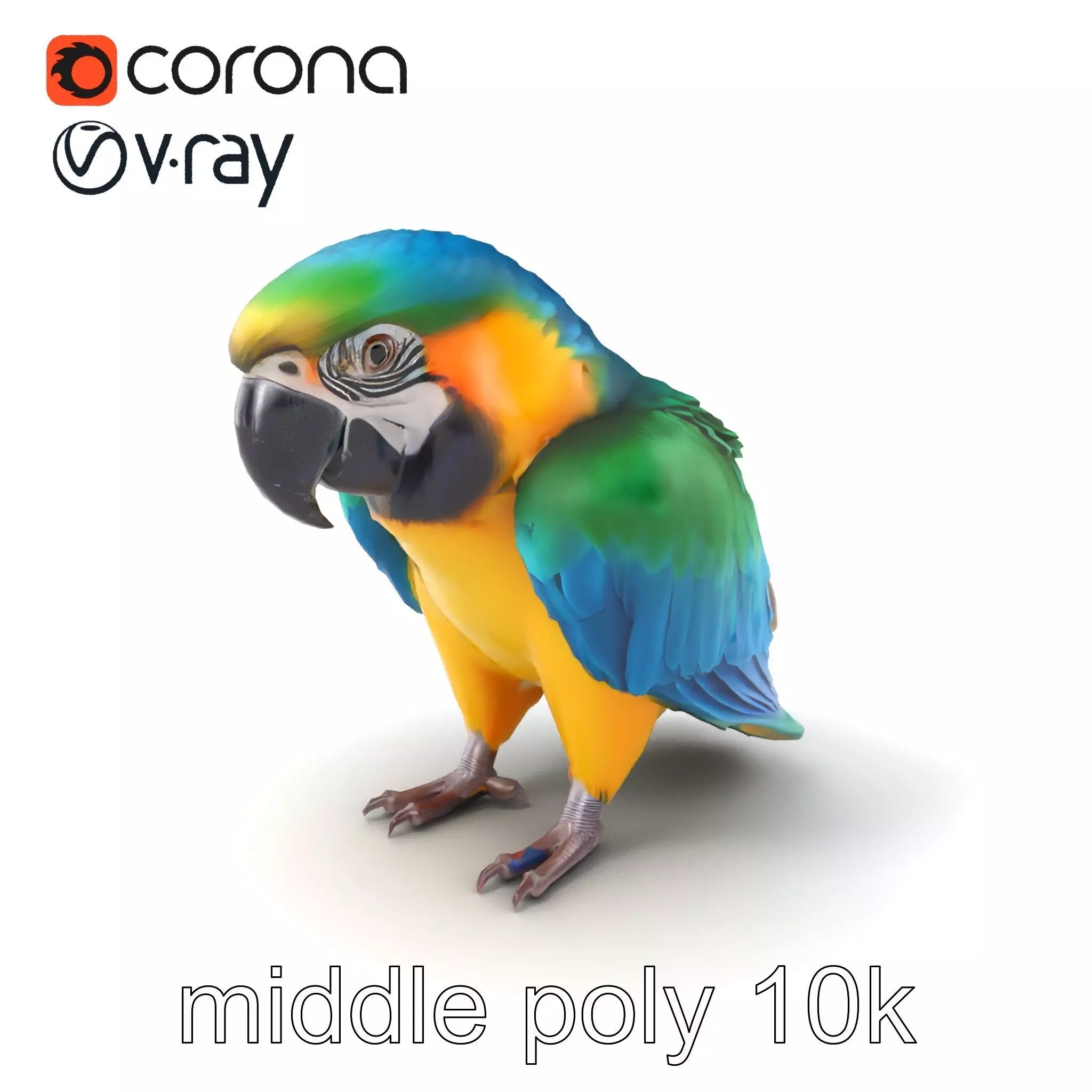 Vibrant Macaw Bird model pack Low-poly 3D model_0