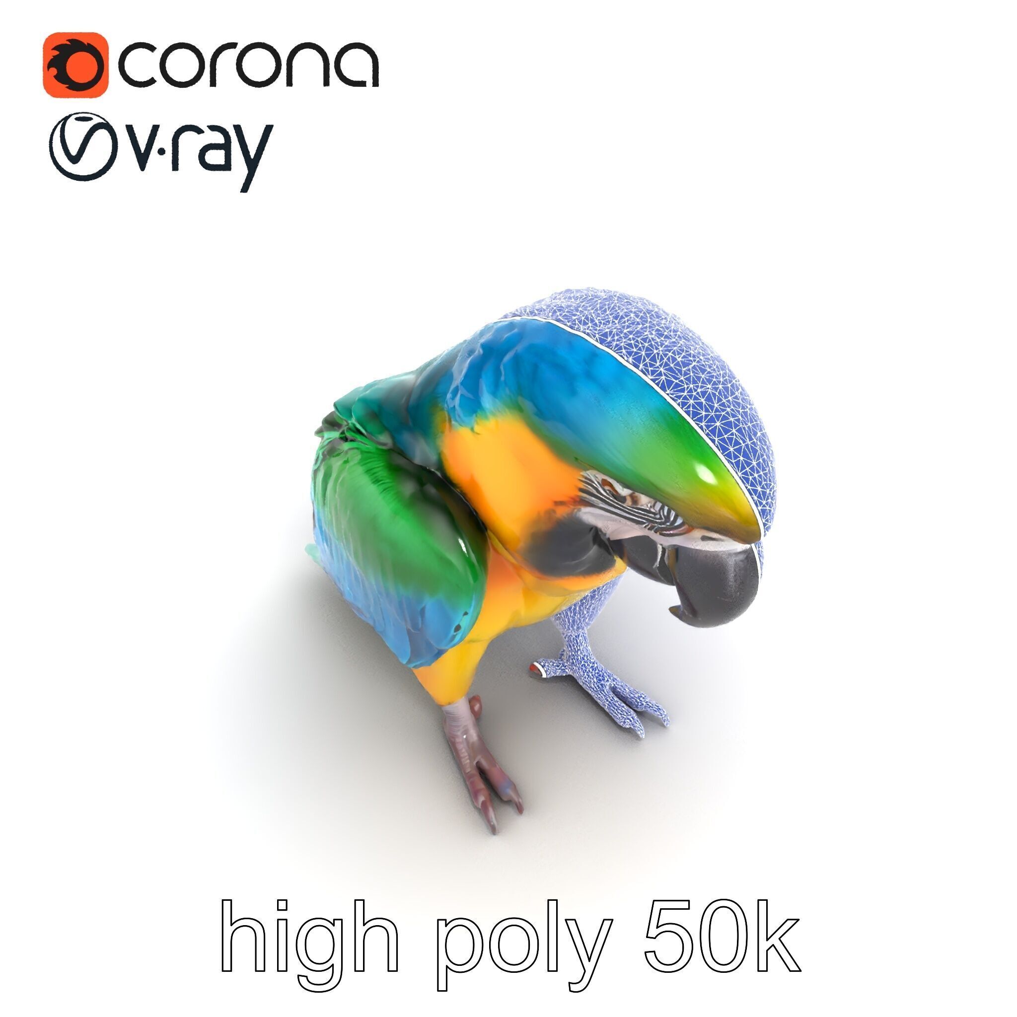 Vibrant Macaw Bird model pack Low-poly 3D model_27