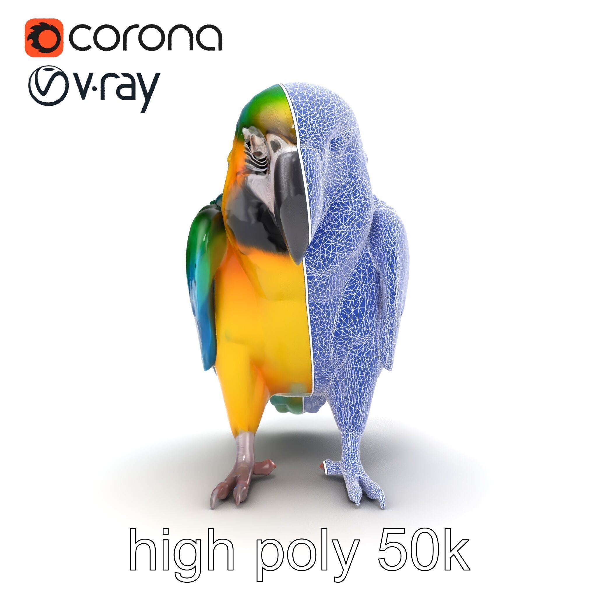 Vibrant Macaw Bird model pack Low-poly 3D model_26