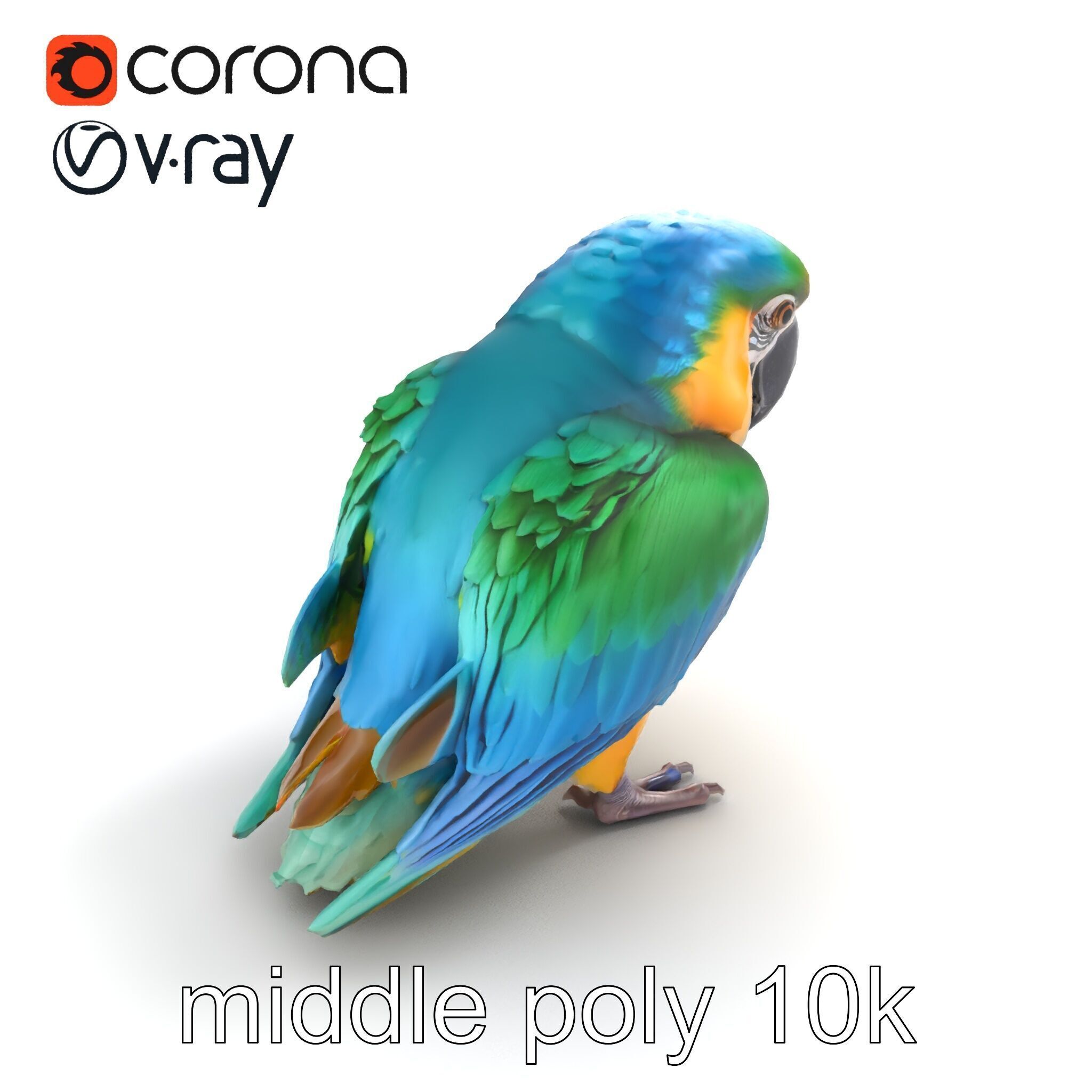 Vibrant Macaw Bird model pack Low-poly 3D model_8