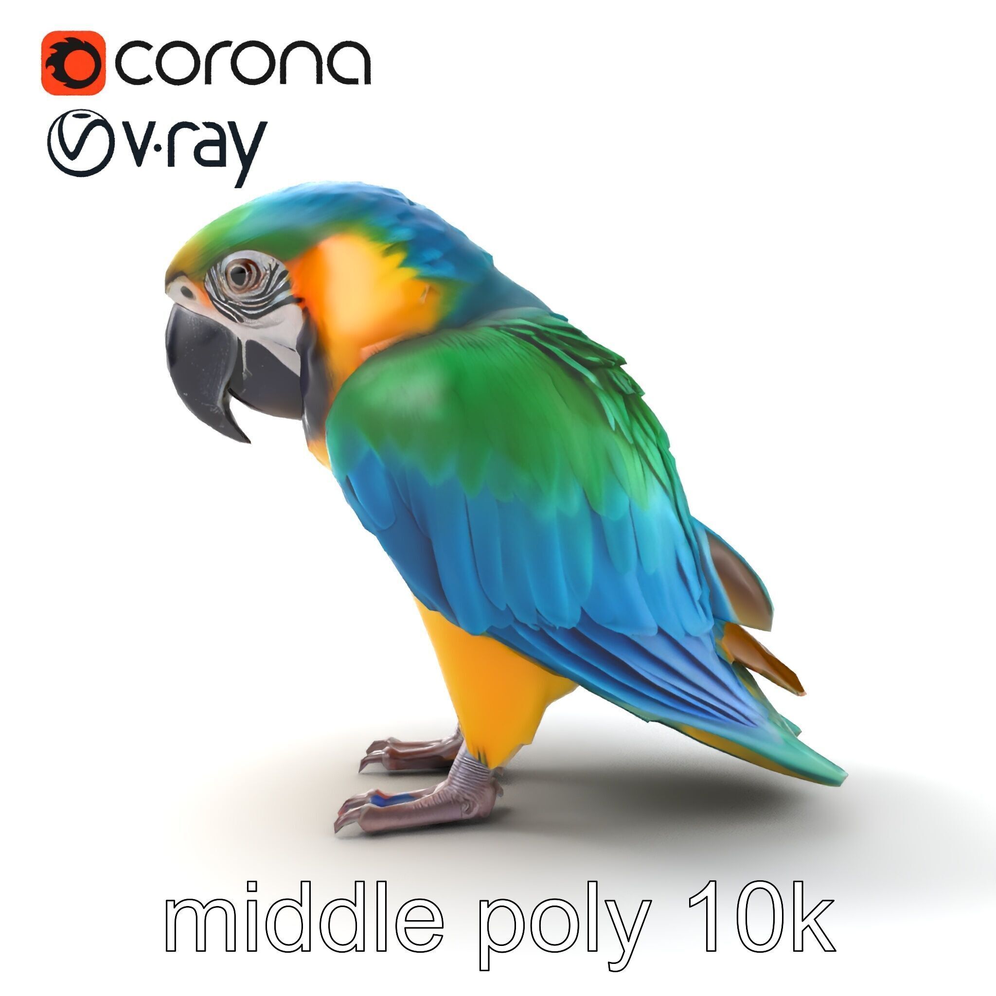 Vibrant Macaw Bird model pack Low-poly 3D model_24