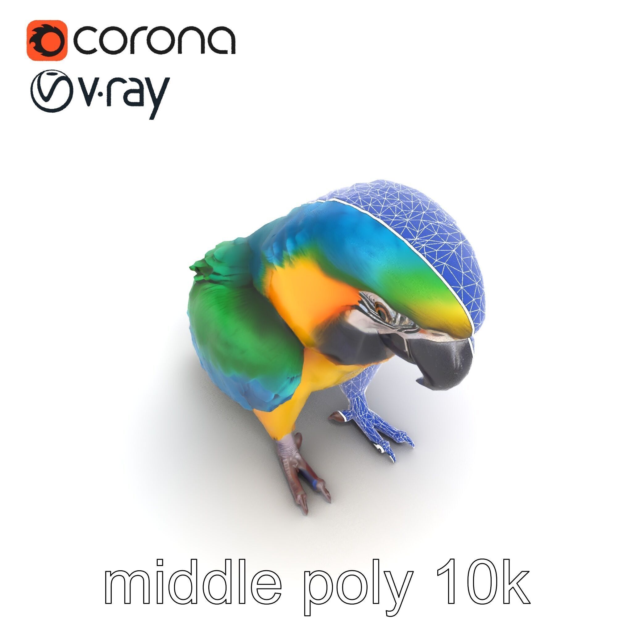 Vibrant Macaw Bird model pack Low-poly 3D model_30