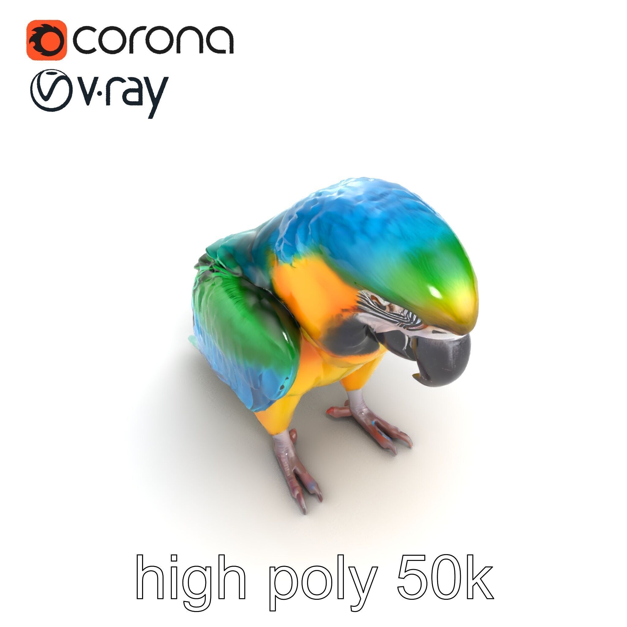 Vibrant Macaw Bird model pack Low-poly 3D model_22