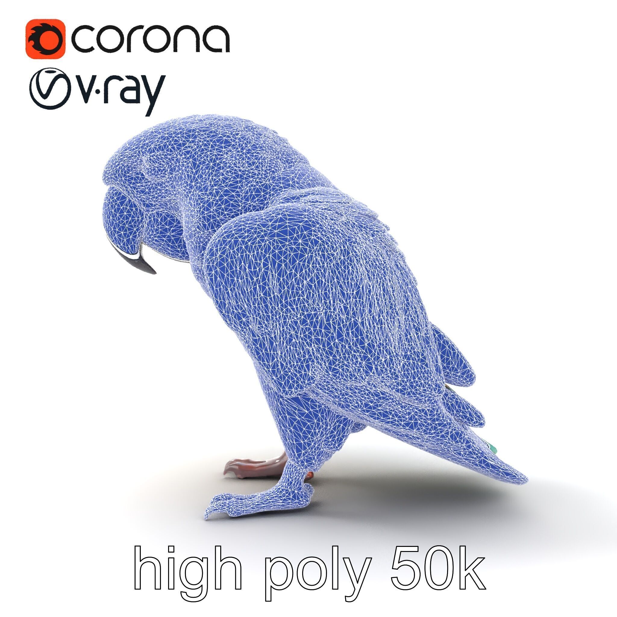 Vibrant Macaw Bird model pack Low-poly 3D model_32