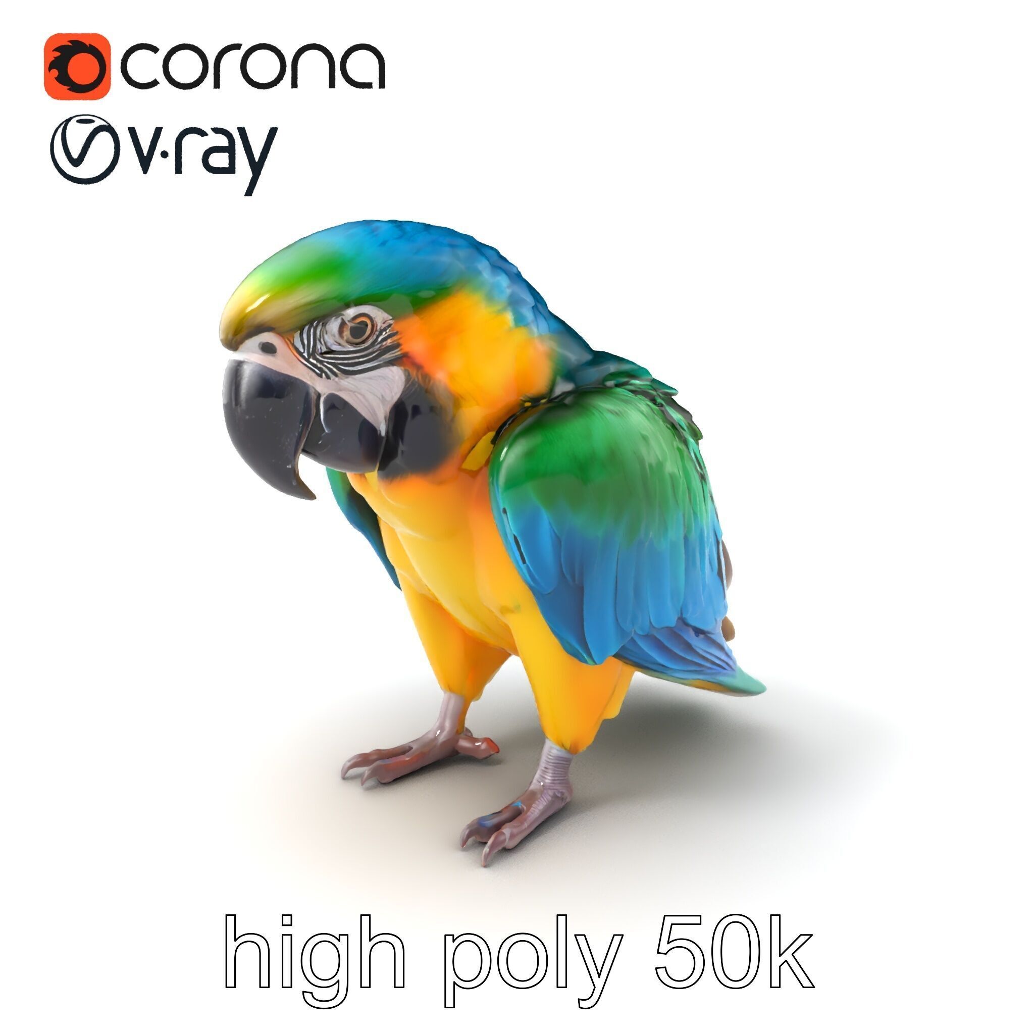 Vibrant Macaw Bird model pack Low-poly 3D model_2