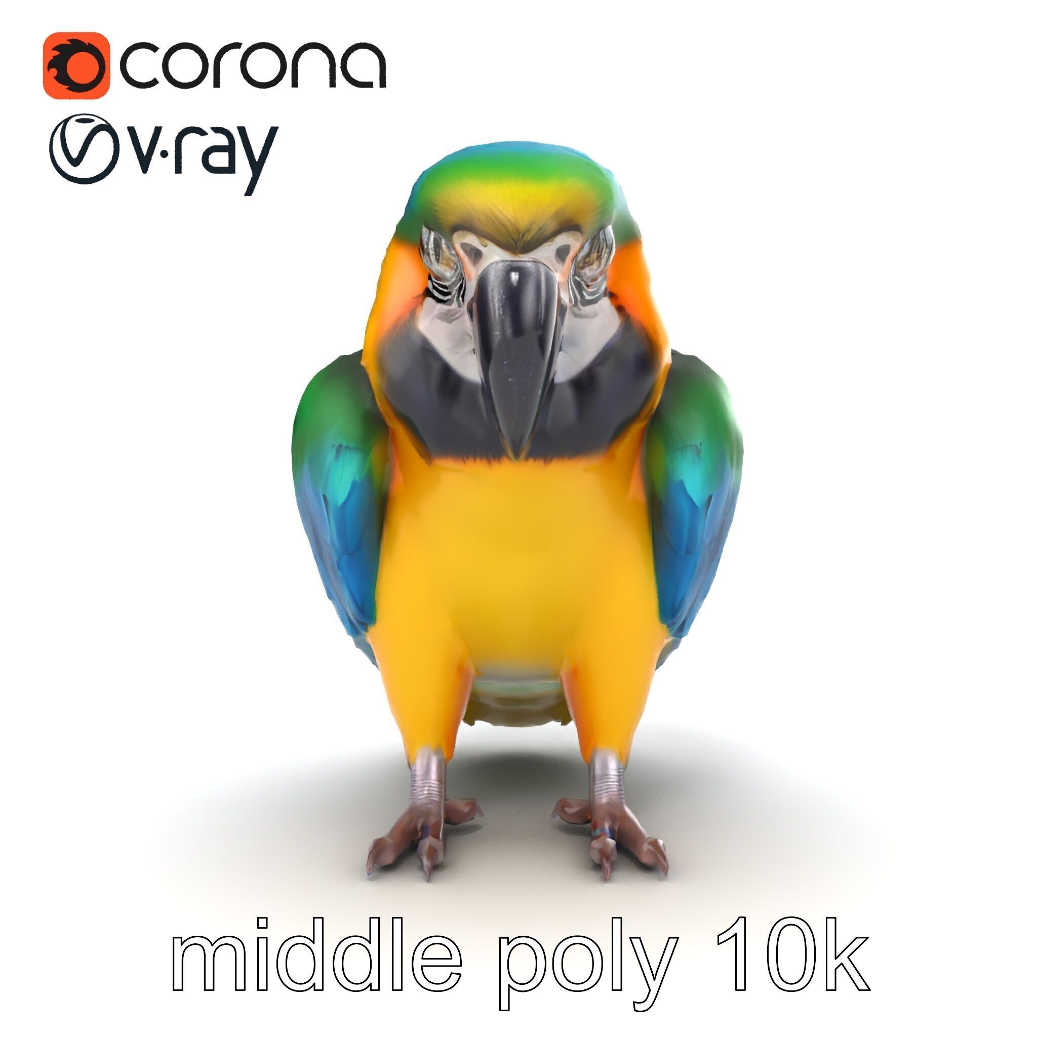Vibrant Macaw Bird model pack Low-poly 3D model_15