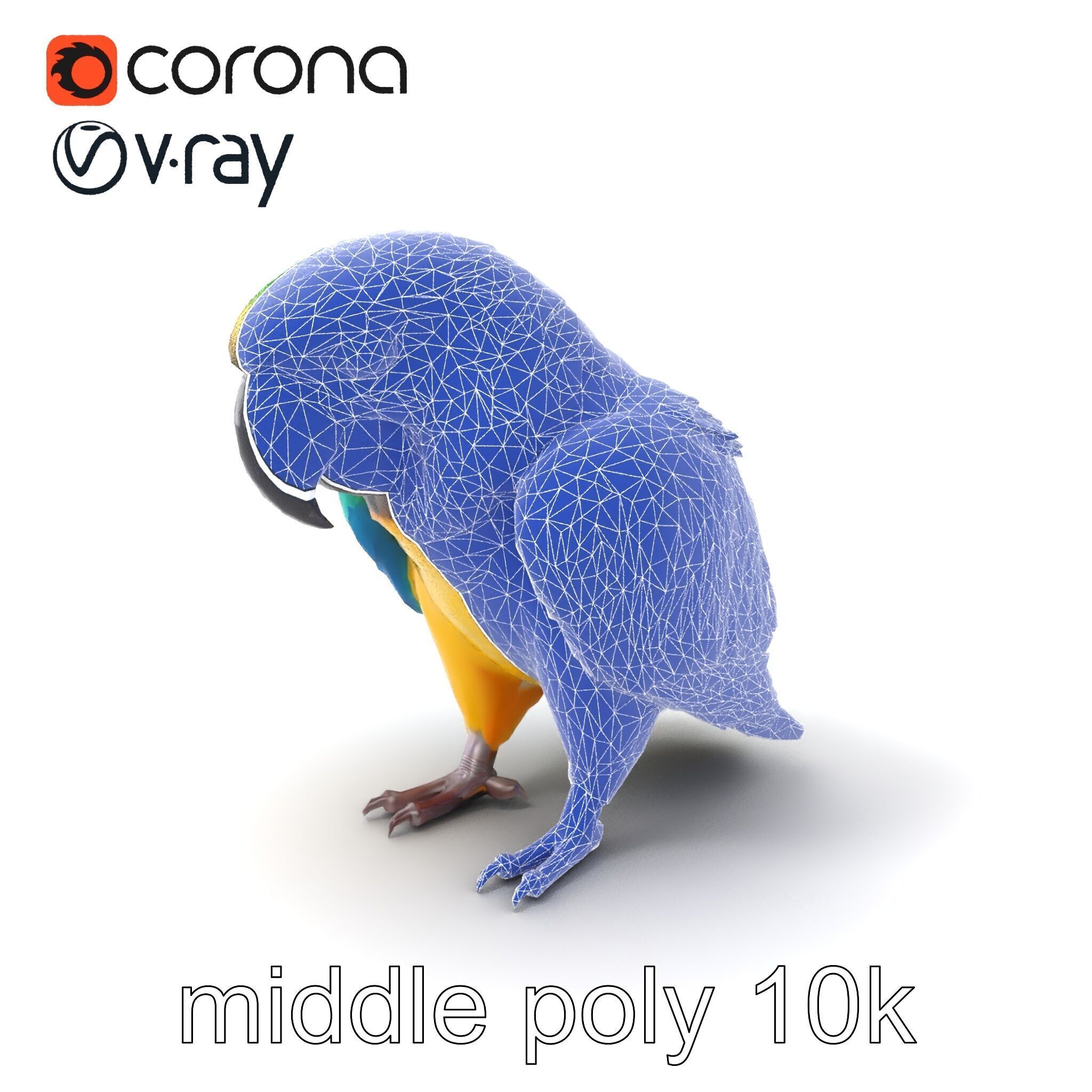 Vibrant Macaw Bird model pack Low-poly 3D model_6