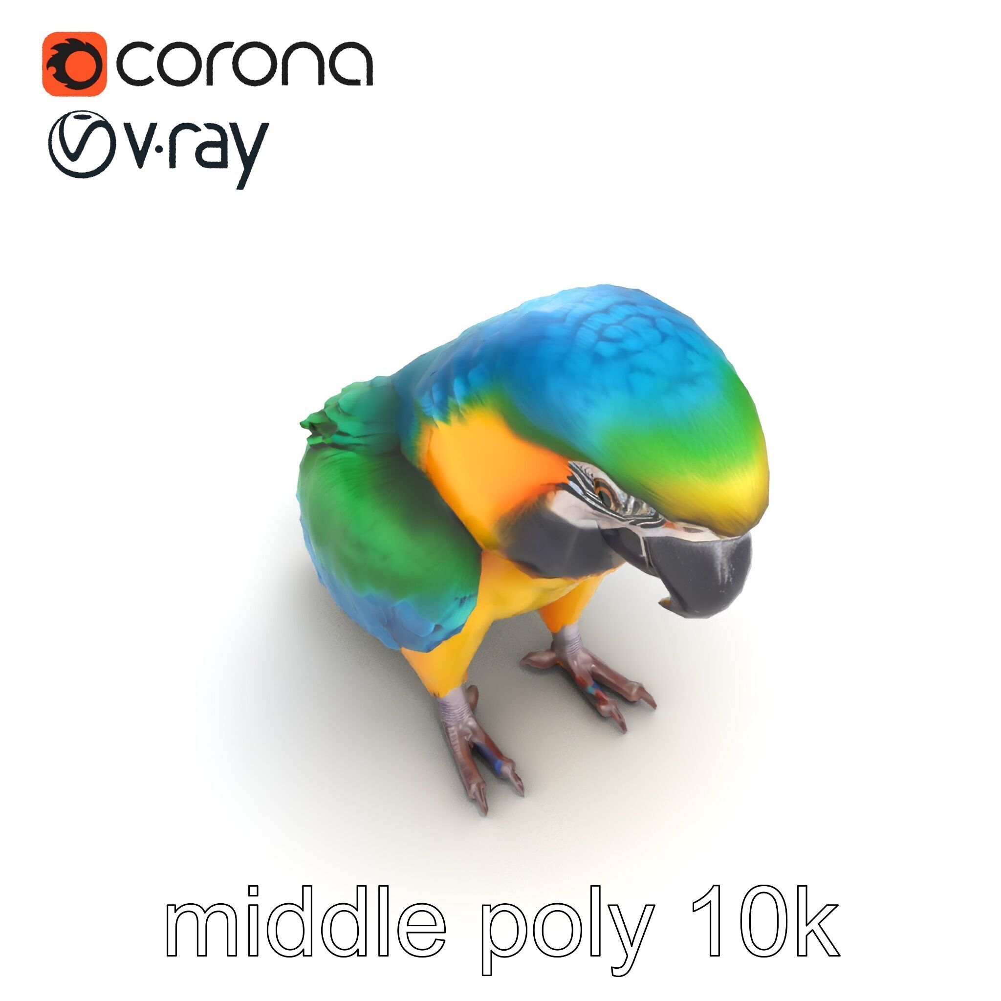 Vibrant Macaw Bird model pack Low-poly 3D model_12