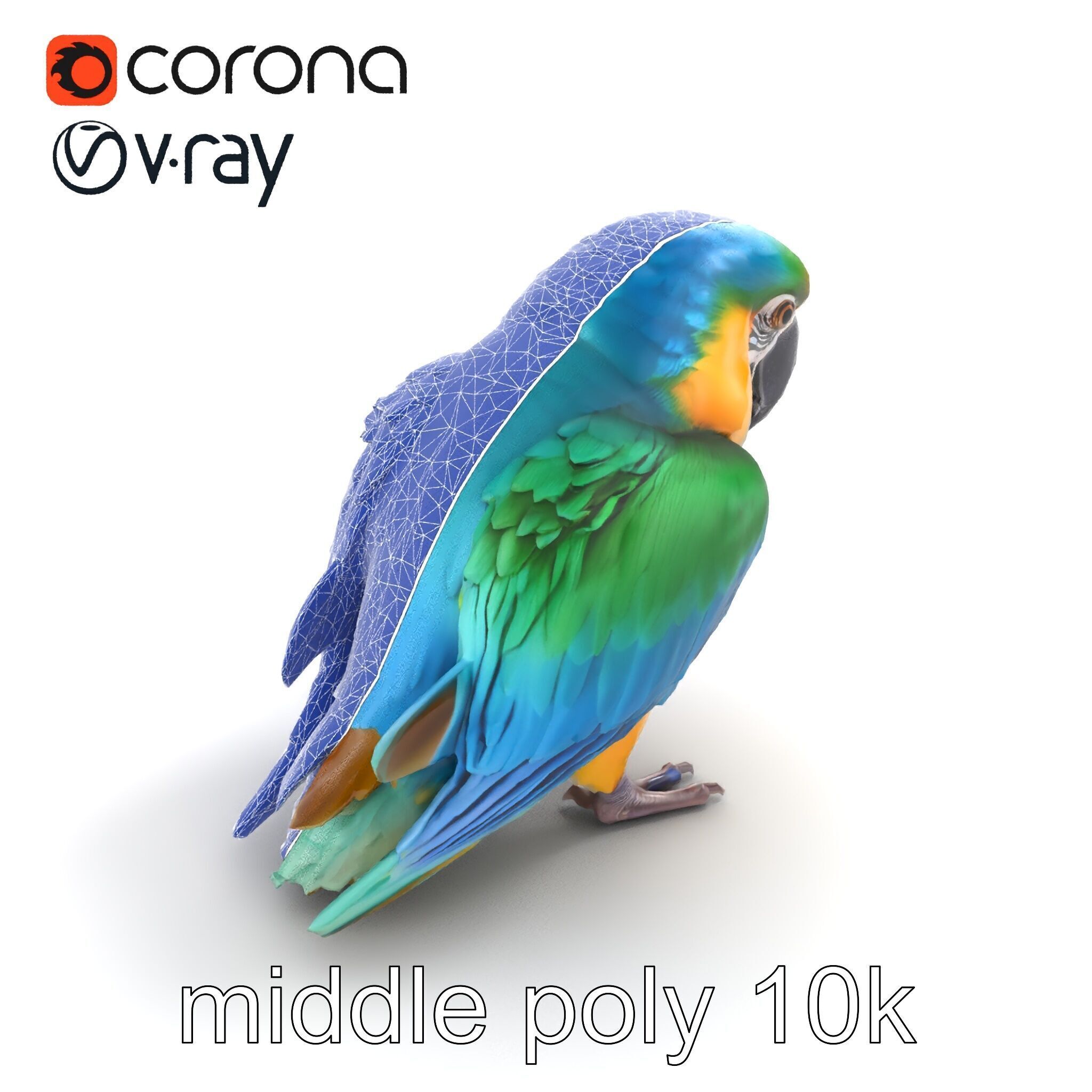 Vibrant Macaw Bird model pack Low-poly 3D model_29