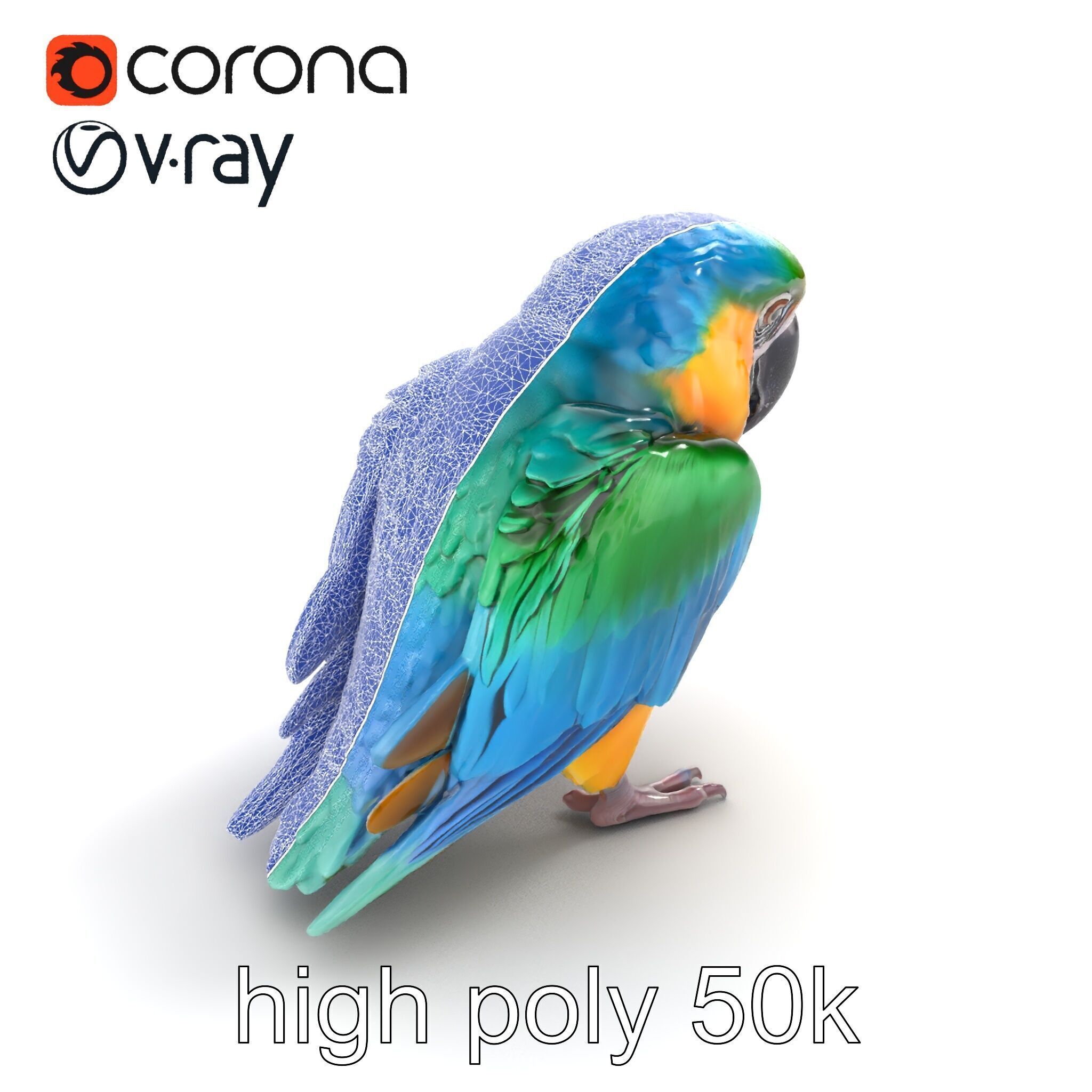 Vibrant Macaw Bird model pack Low-poly 3D model_18