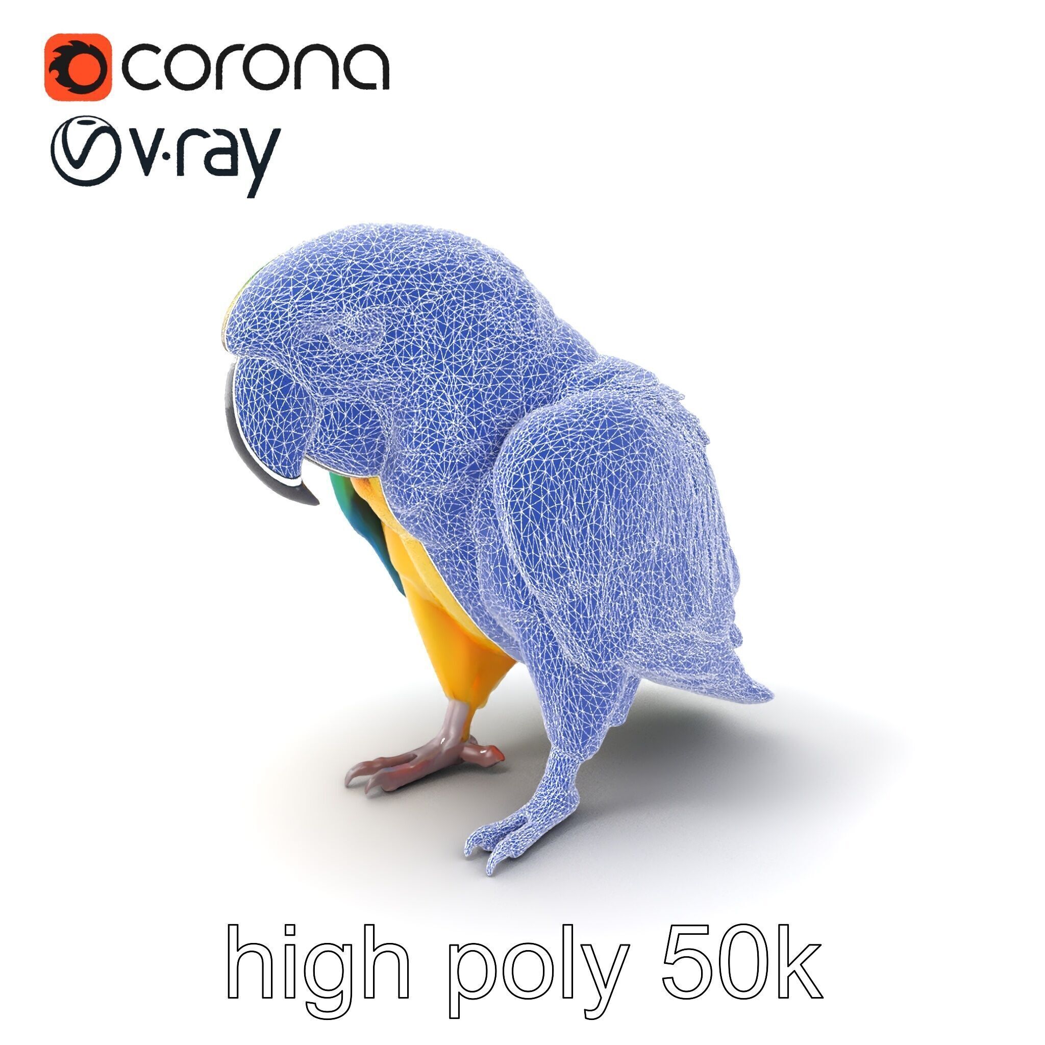 Vibrant Macaw Bird model pack Low-poly 3D model_10