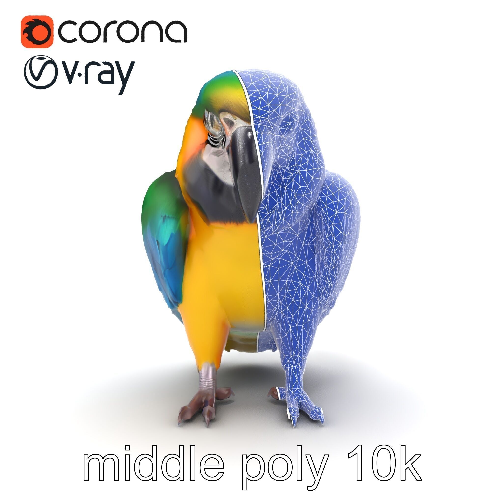 Vibrant Macaw Bird model pack Low-poly 3D model_19