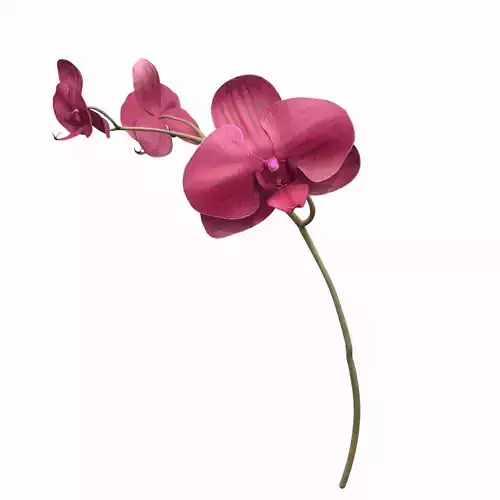 Orchid two orchids on stem