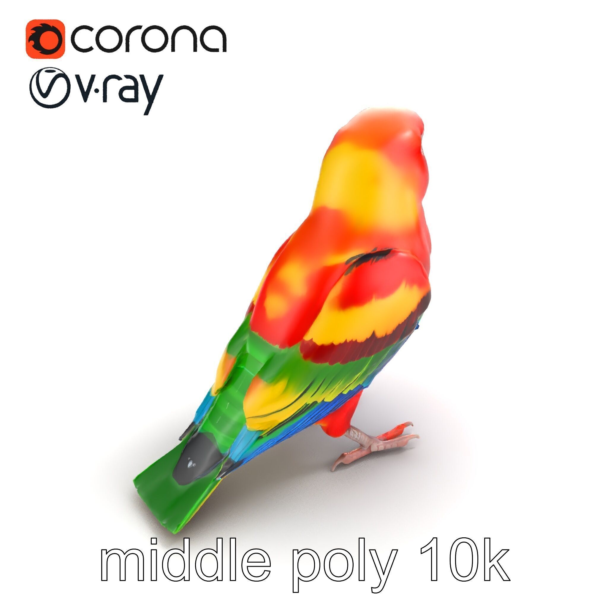 Vibrant Rosella Parrot 3D model pack Low-poly 3D model_8
