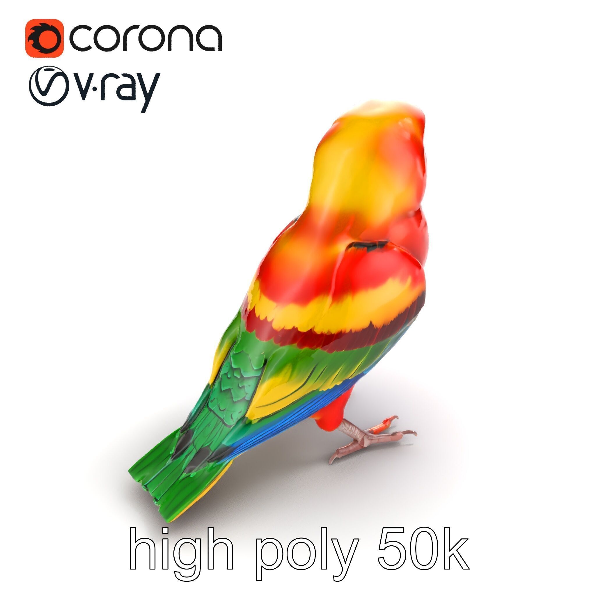Vibrant Rosella Parrot 3D model pack Low-poly 3D model_19