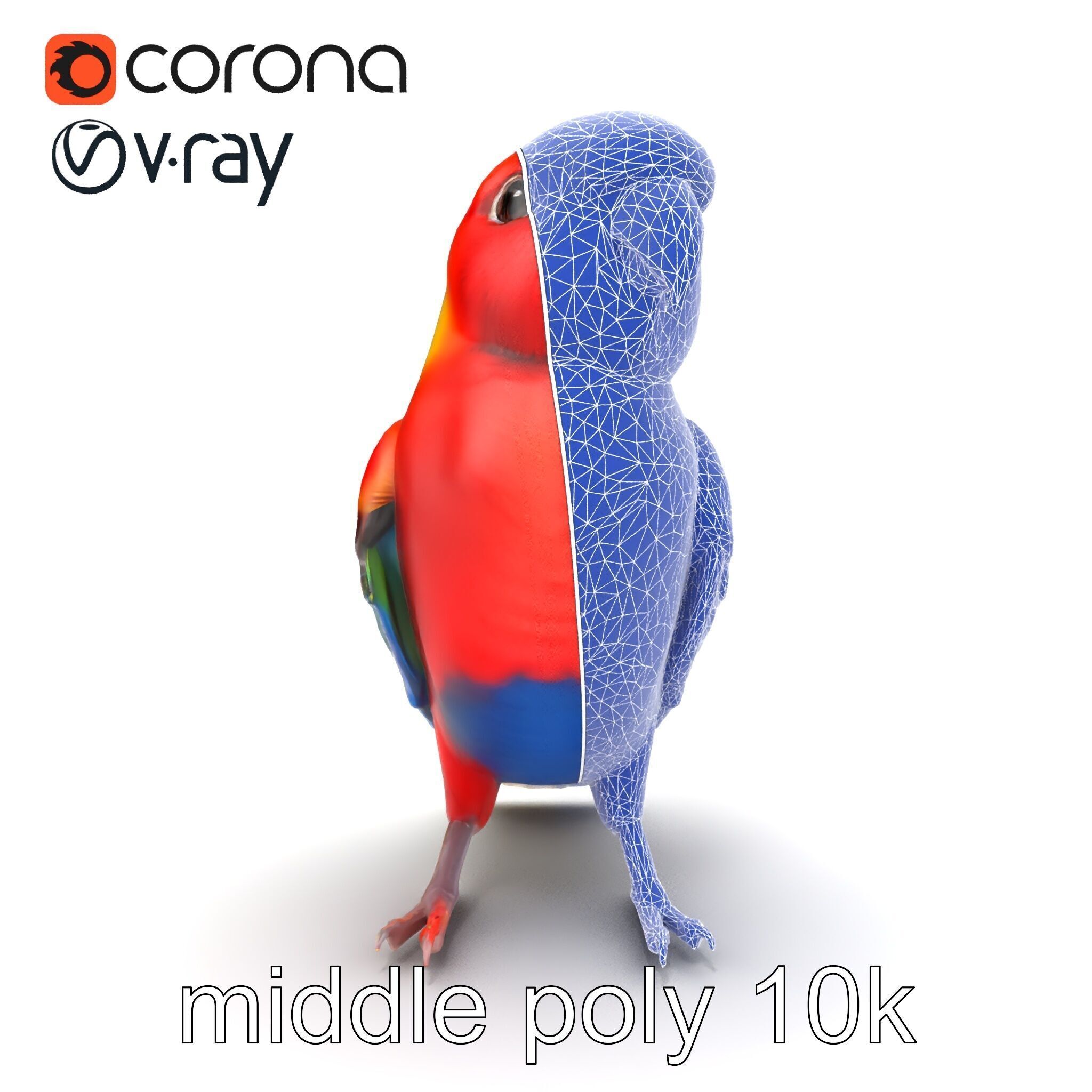 Vibrant Rosella Parrot 3D model pack Low-poly 3D model_32