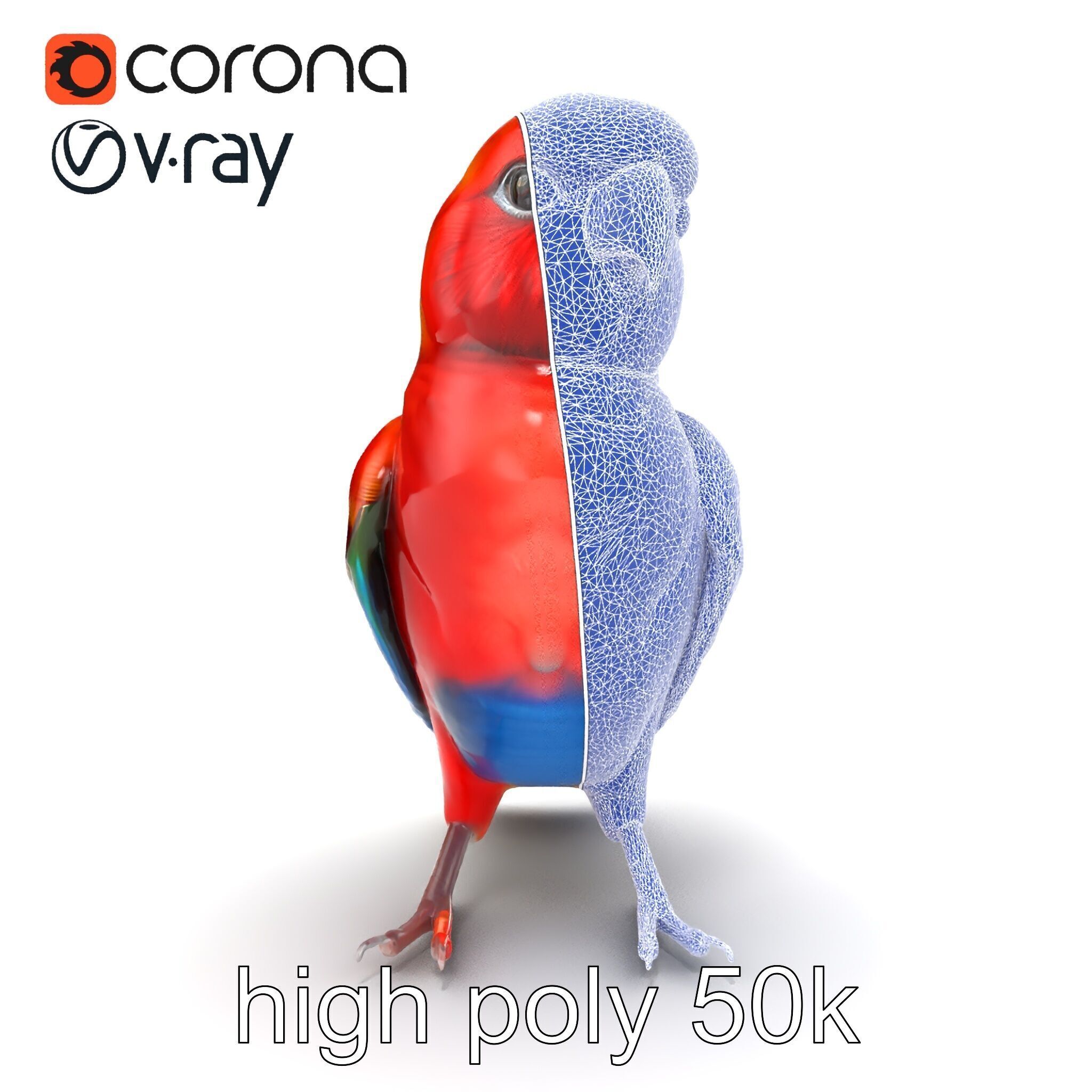 Vibrant Rosella Parrot 3D model pack Low-poly 3D model_18
